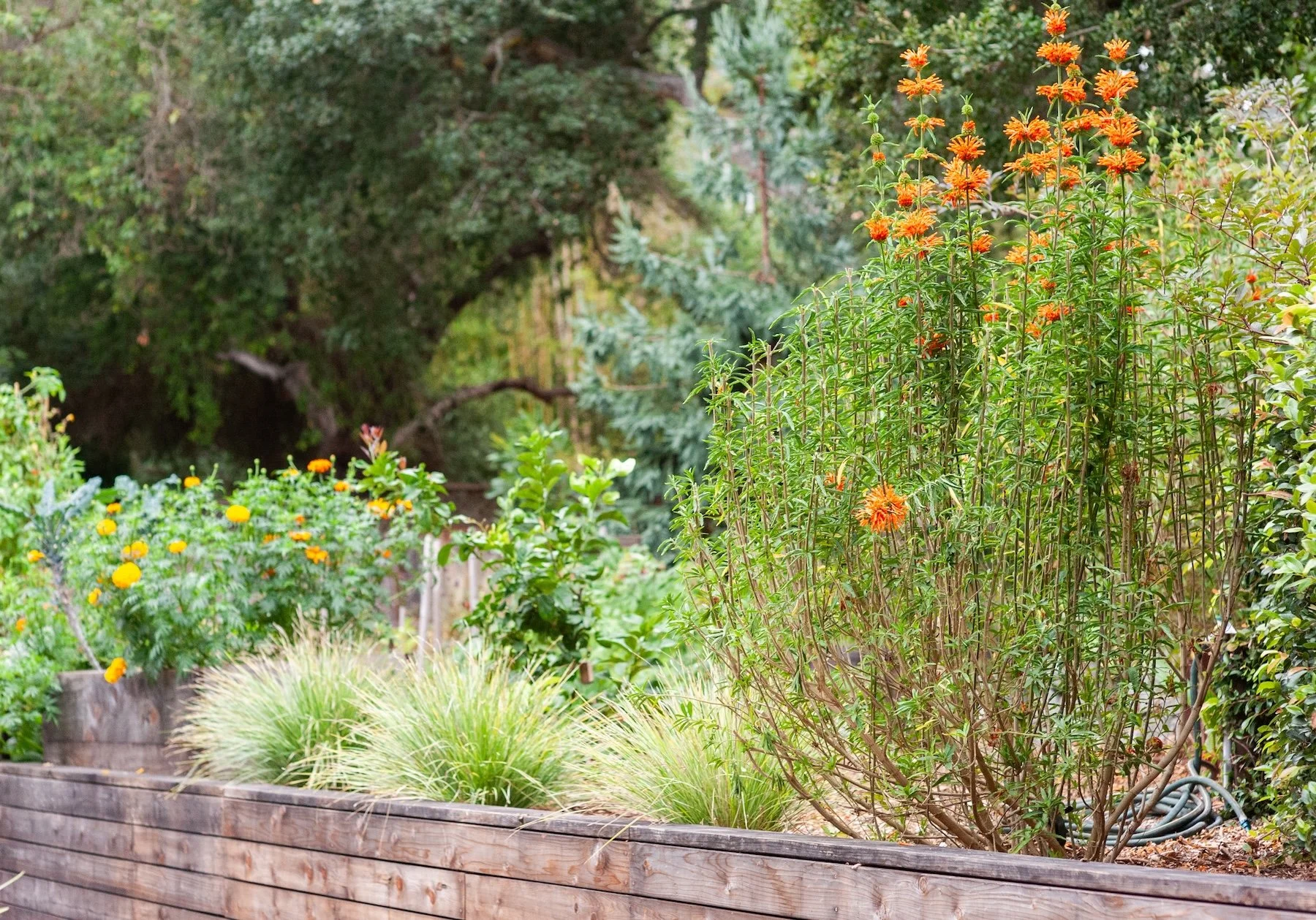 Orange kniphofia and purple salvia flowers with wooden retaining wall - Orchard Keepers