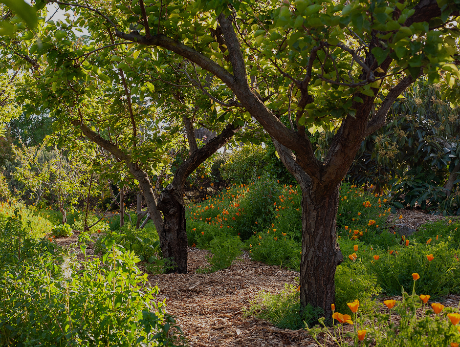 A garden path lined with trees, green bushes, and bright orange flowers, with sunlight filtering through the leaves.