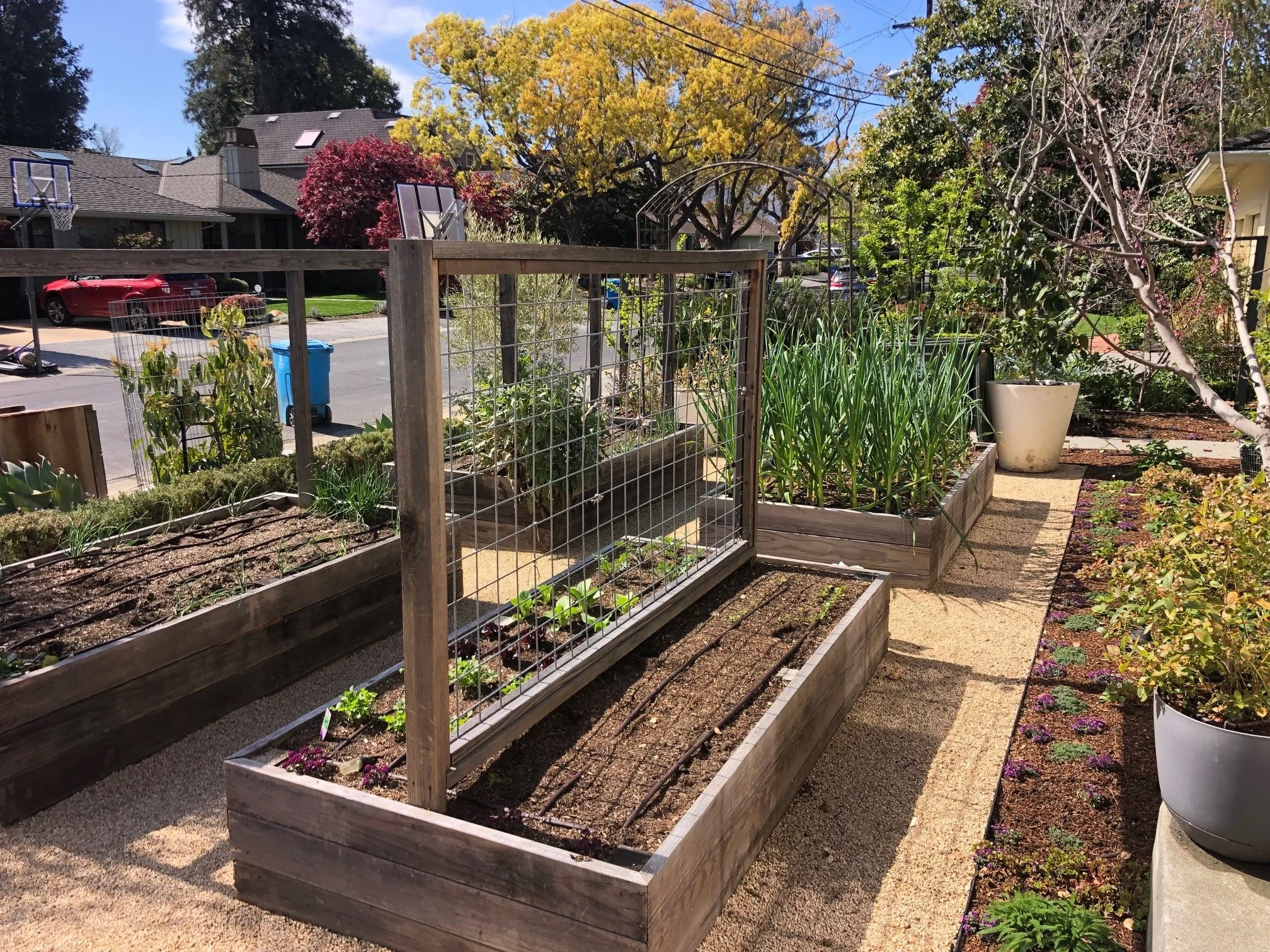 A small garden with vegetable beds, some with wire fencing, on a sidewalk beside a street. There are trees with yellow, red, and purple leaves, and residential houses and parked cars in the background.