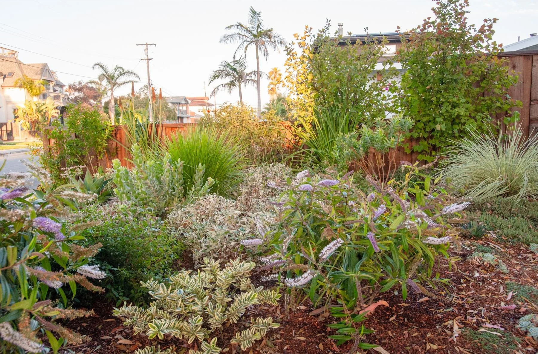 A lush backyard garden with various green plants and flowers, surrounded by a wooden fence, with neighboring houses and tall palm trees visible in the background.