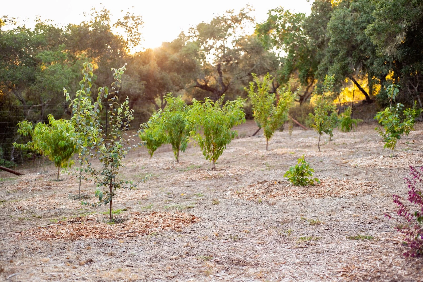 Row of young fruit trees mulched with wood chips in an open orchard at golden hour sunset -- Orchard Keepers