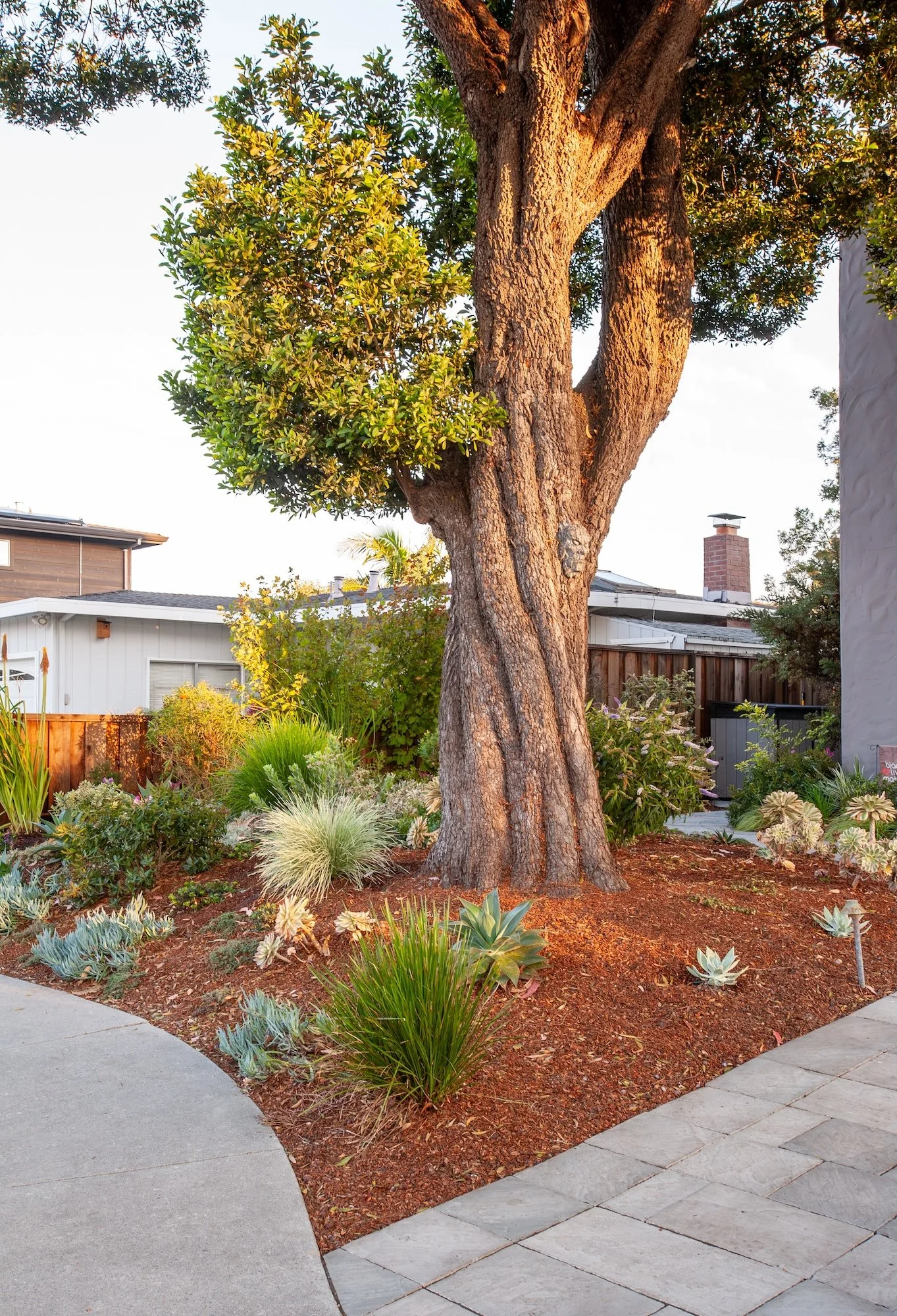 Mature shade tree surrounded by a drought-tolerant succulents, ornamental grasses, curved concrete and paver walkways -- Orchard Keepers