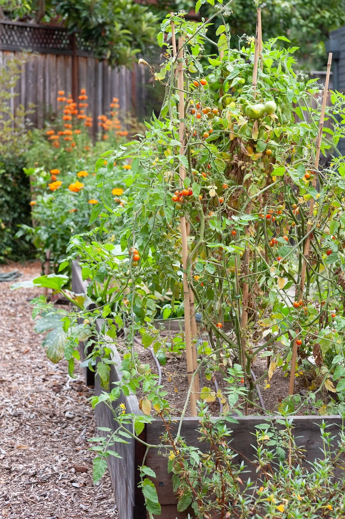 Tomato plants climbing a trellis in a wooden raised garden bed - Orchard Keepers