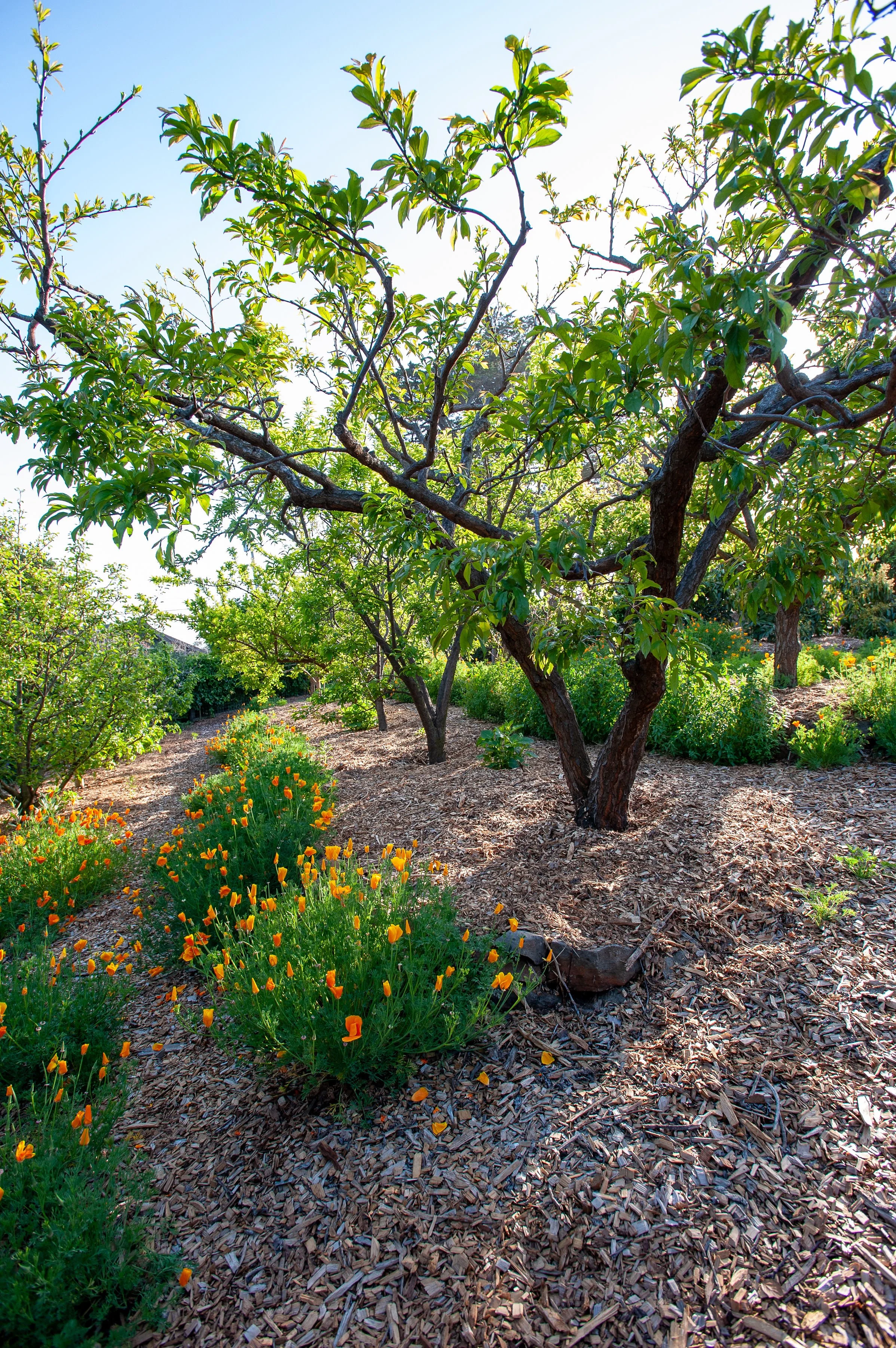 Professional home orchard care in Santa Cruz County, CA