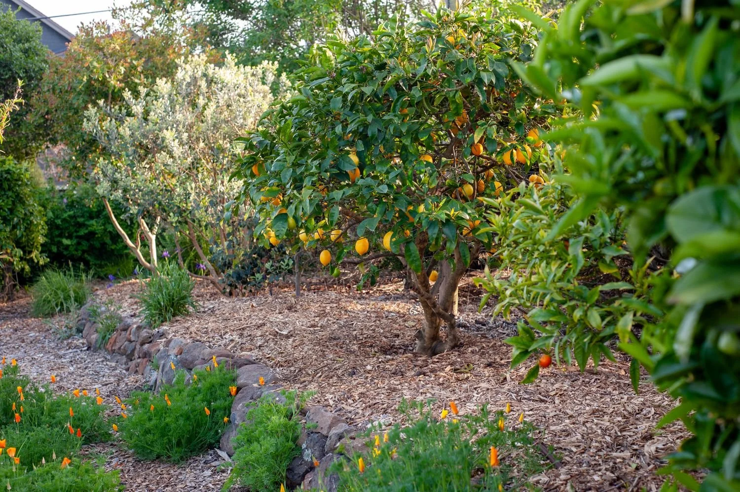 A garden with orange fruit trees and a variety of green plants, some with orange and yellow fruit, surrounded by wood mulch and a small stone border.