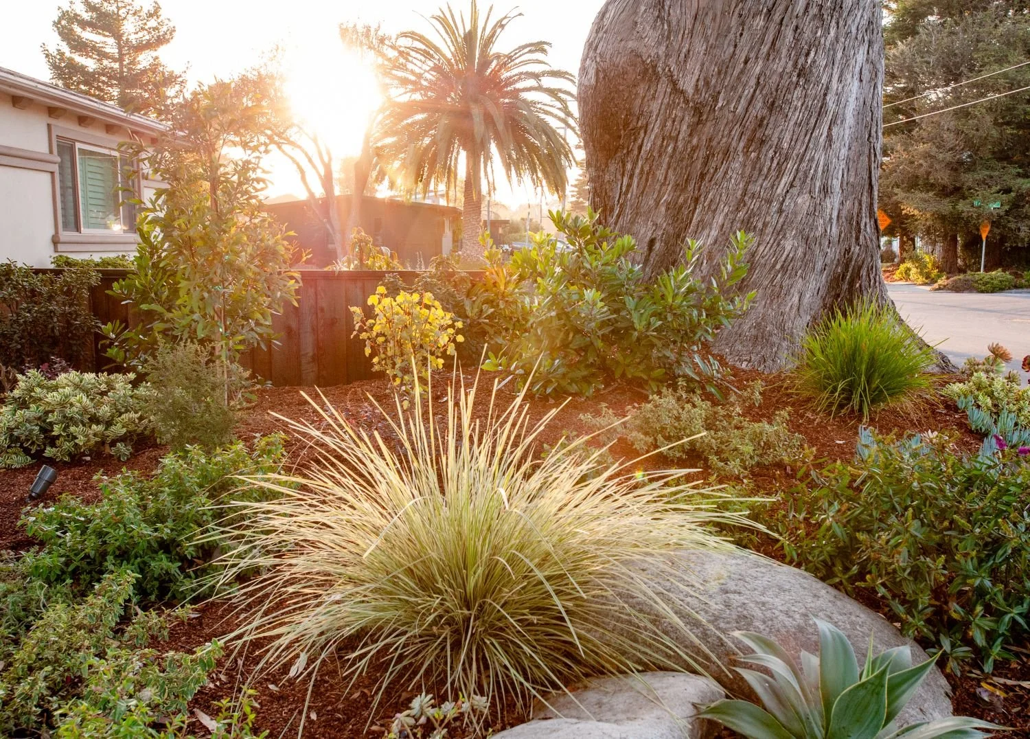 Ornamental grasses, agave, and boulders in a drought tolerant bed at golden hour — Orchard Keepers