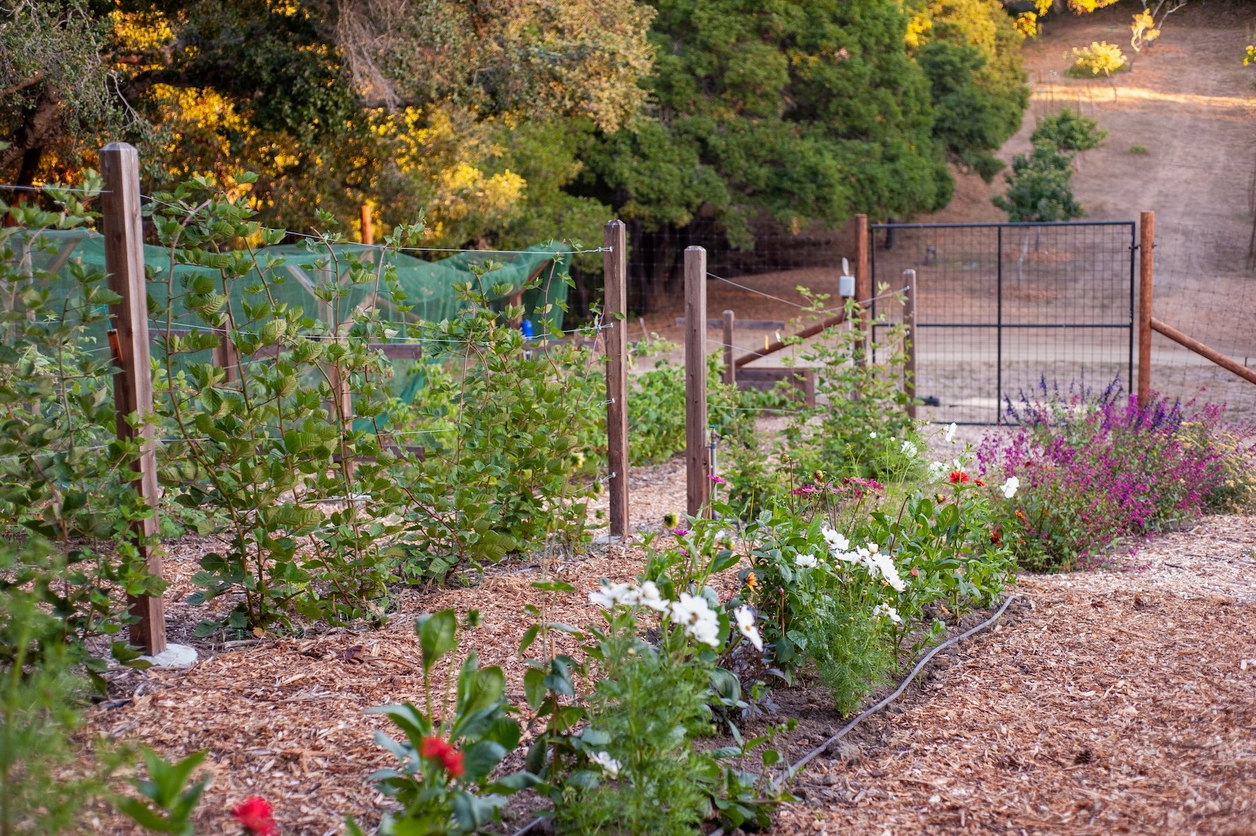 Flowers in beautiful residential garden -- Orchard Keepers