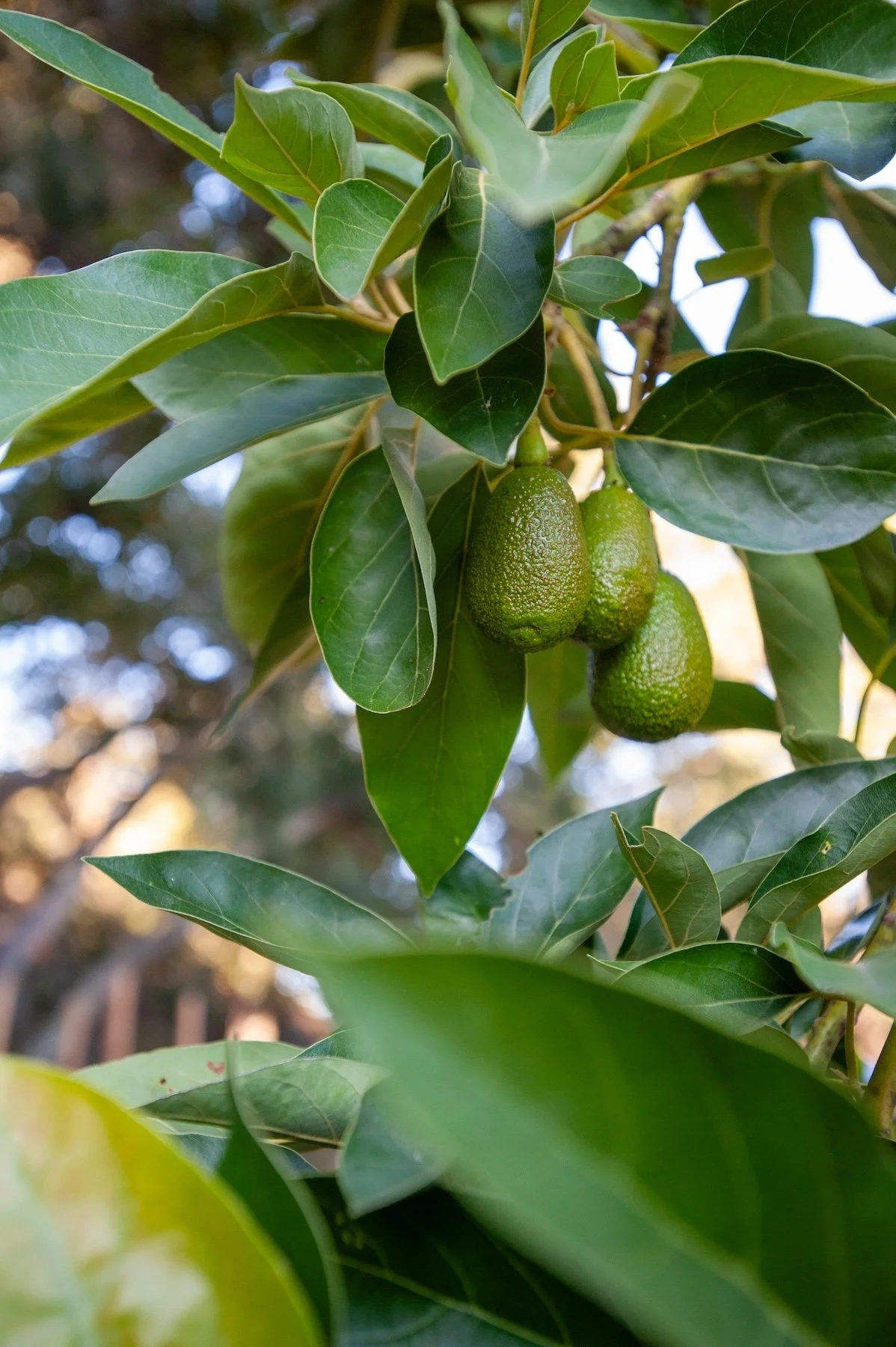 Cluster of young green avocados ripening on a backyard avocado tree branch -- Orchard Keepers