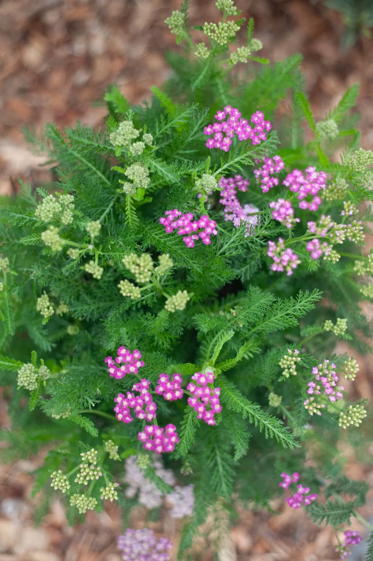 Close-up of purple verbena and yarrow flowers blooming in a garden border -- Orchard Keepers
