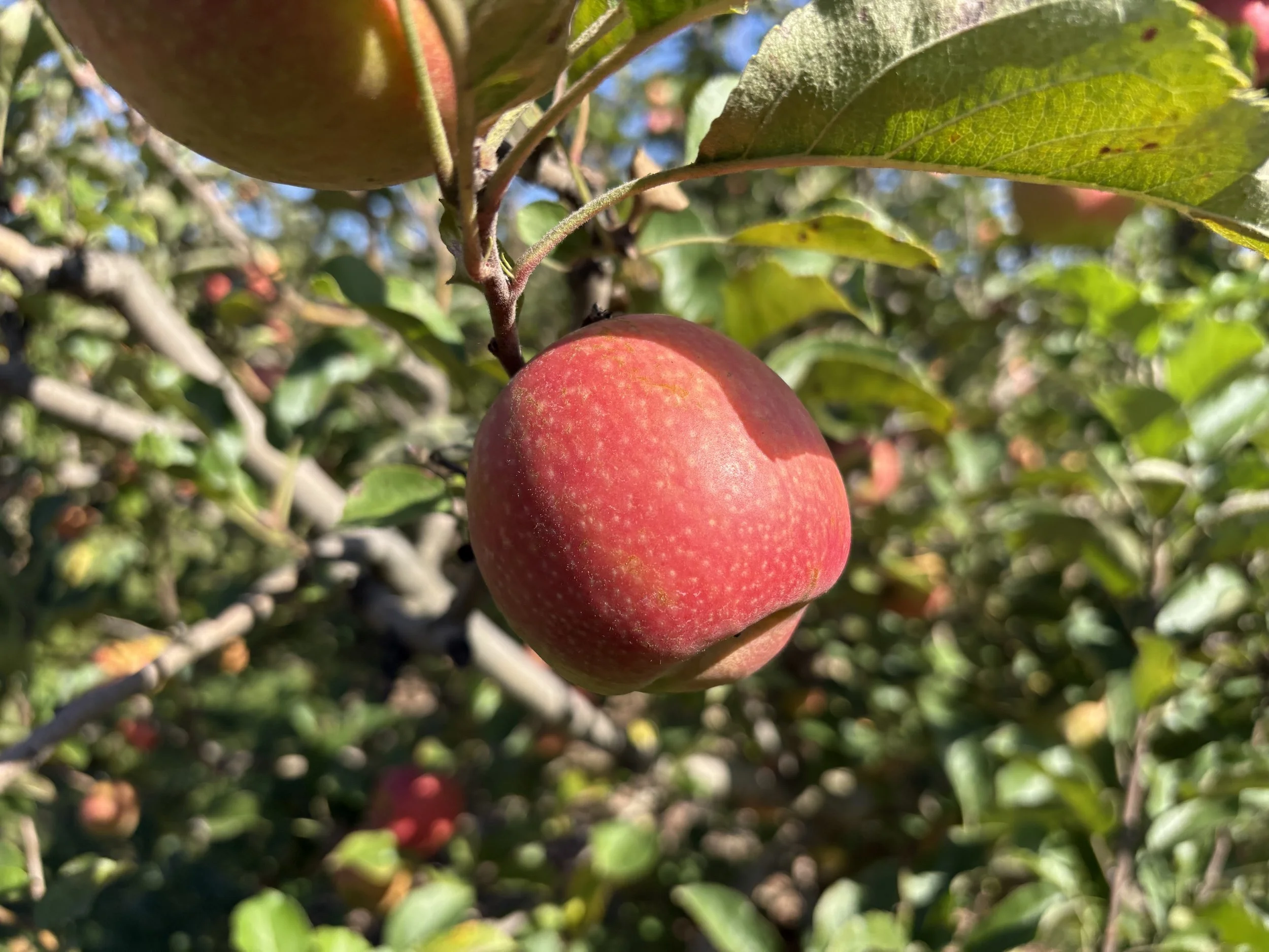 Edible landscape design and installation near Portola Valley, CA - apple tree with ripe fruit in a home orchard