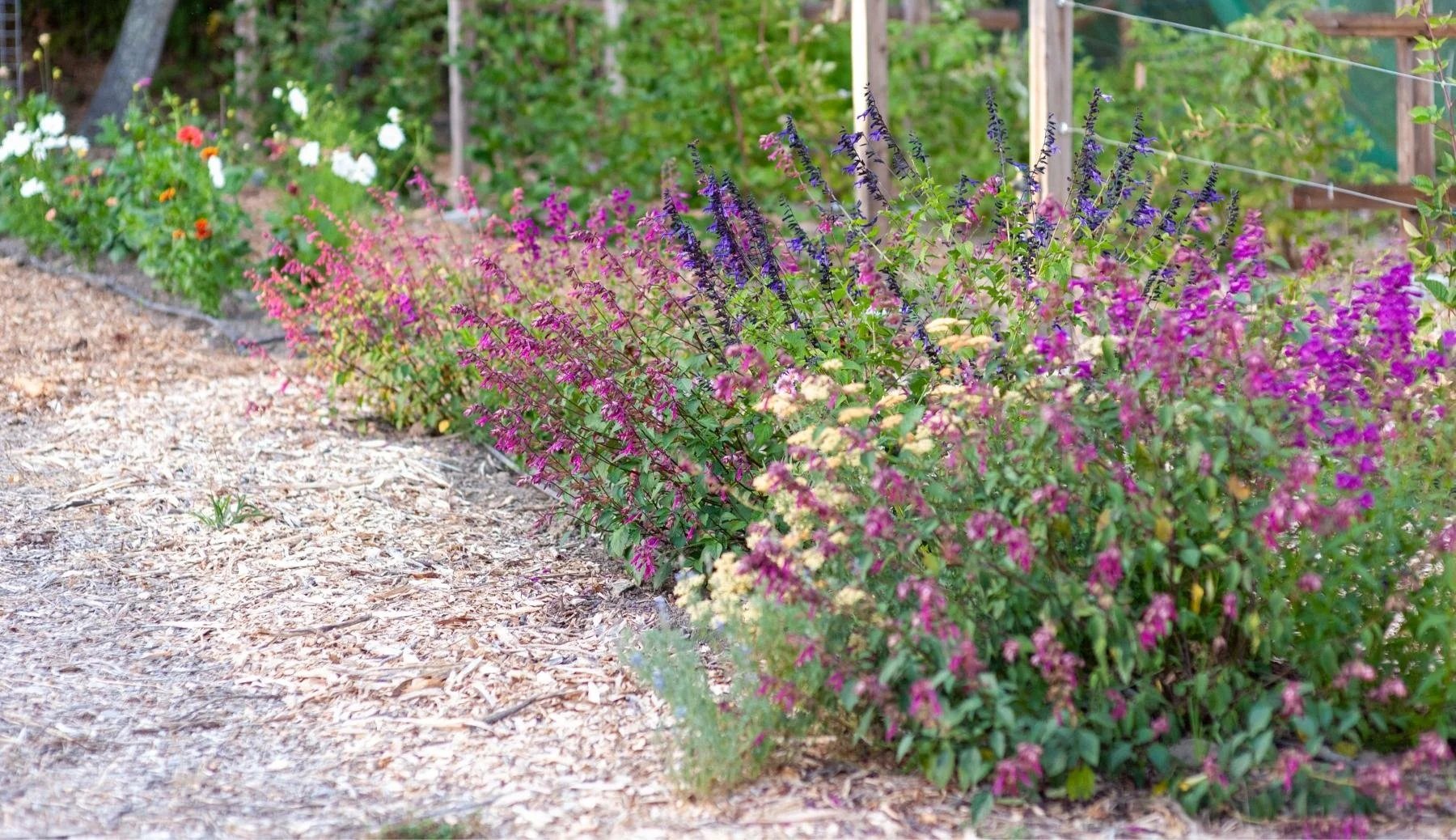 Flower bed with purple, pink, and white flowers along a garden path with mulch.