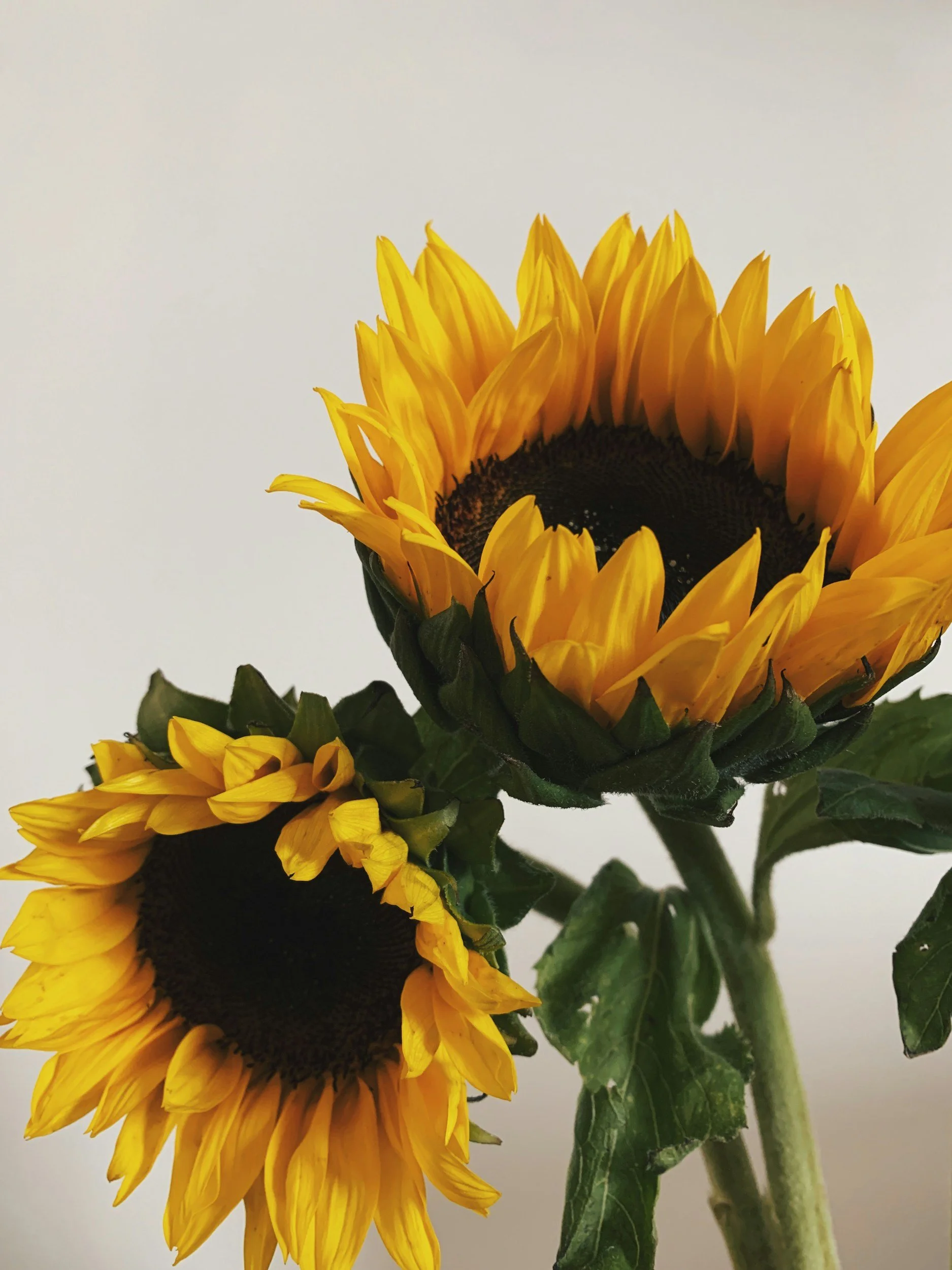 Two sunflowers symbolizing growth and healing in Los Angeles therapy practice