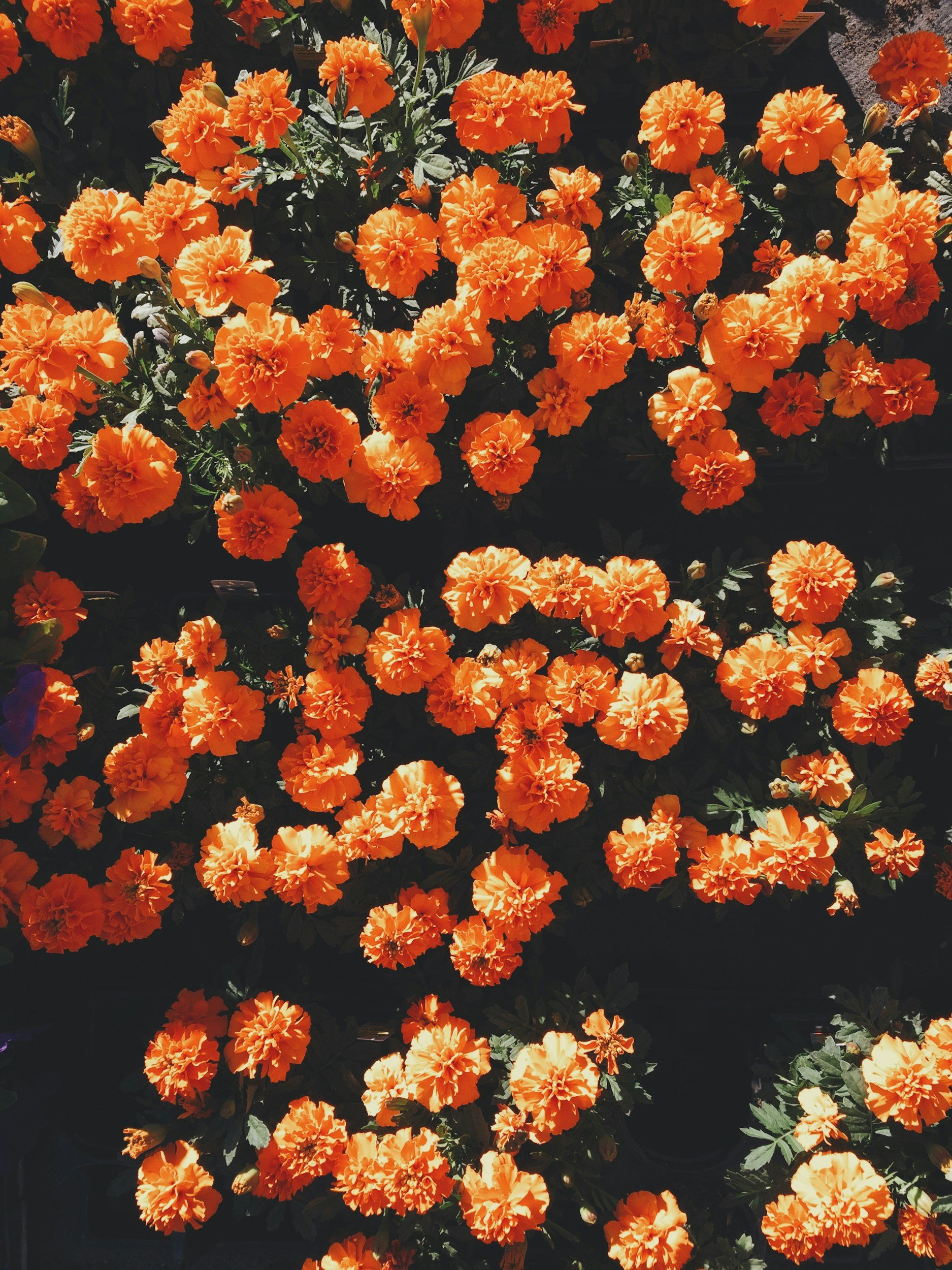 A dense cluster of bright orange marigold flowers representing growth, communication, and relationship healing.