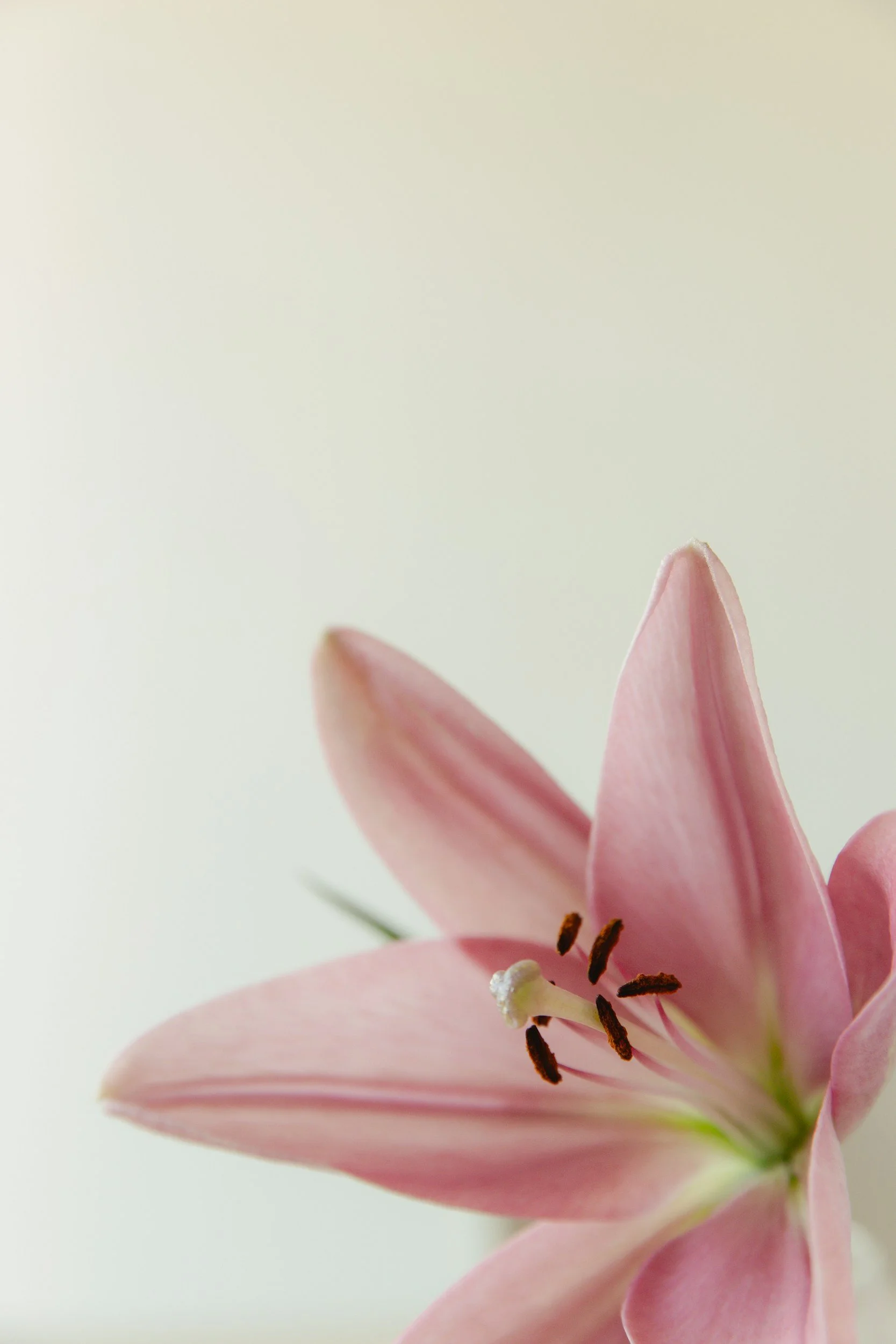 A close-up of pink lilies in a calm therapy space designed for safety and growth