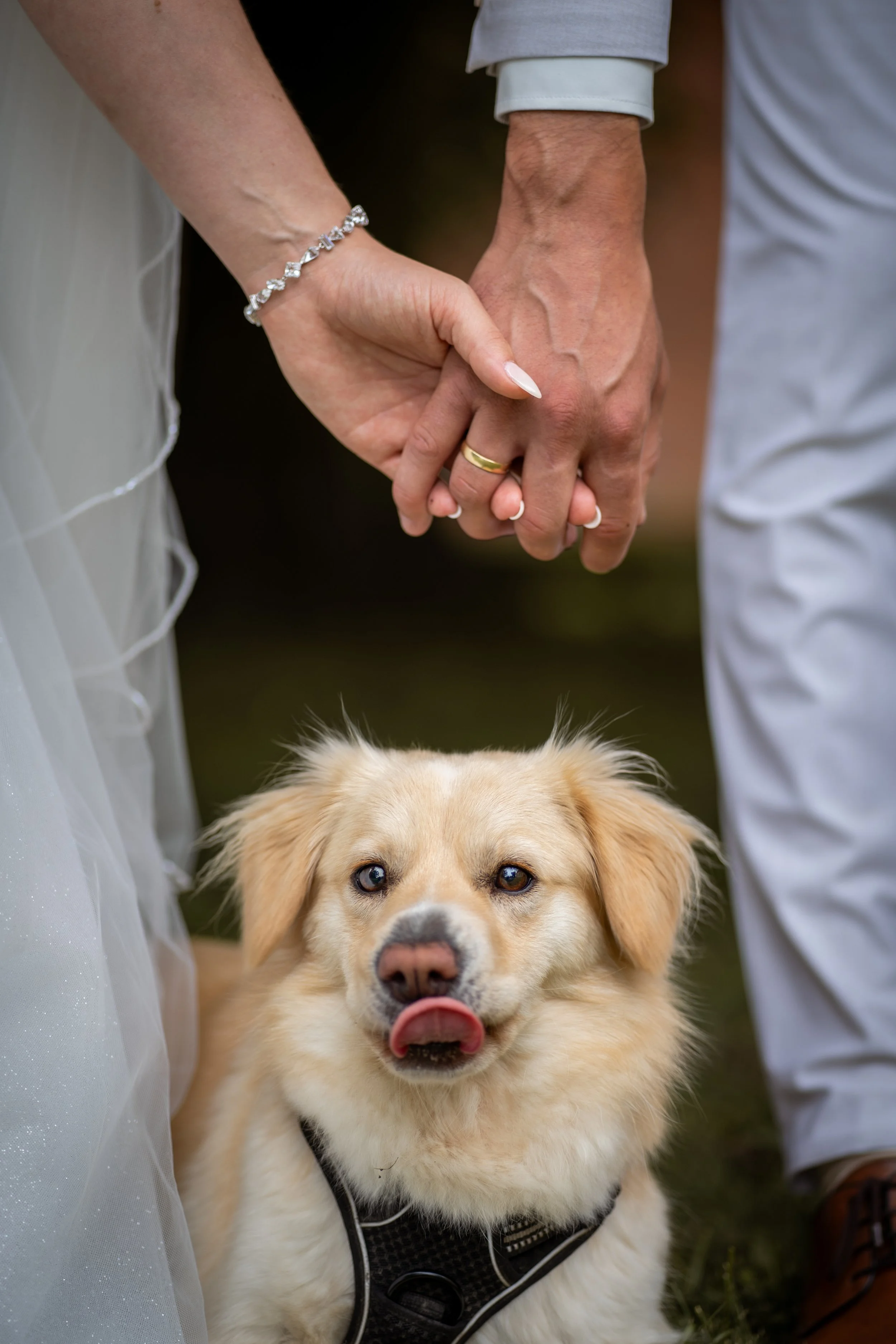 Ein Hund mit halb geöffneter Zunge sitzt vor jemandem, dessen Hände sich halten, während sie bei einer Zeremonie, vermutlich einer Hochzeit, zusammen sind.