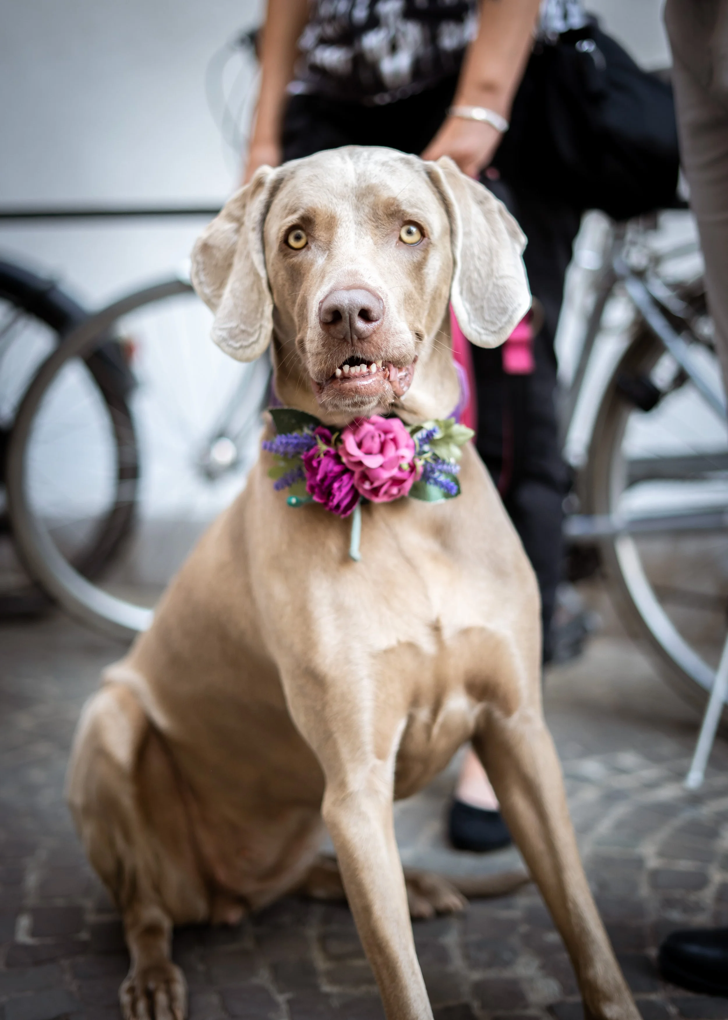 Ein brauner Hund mit gelben Augen trägt eine Blumenkrone aus rosa und lila Blumen. Der Hund sitzt auf einem Boden aus Pflastersteinen und schaut direkt in die Kamera.