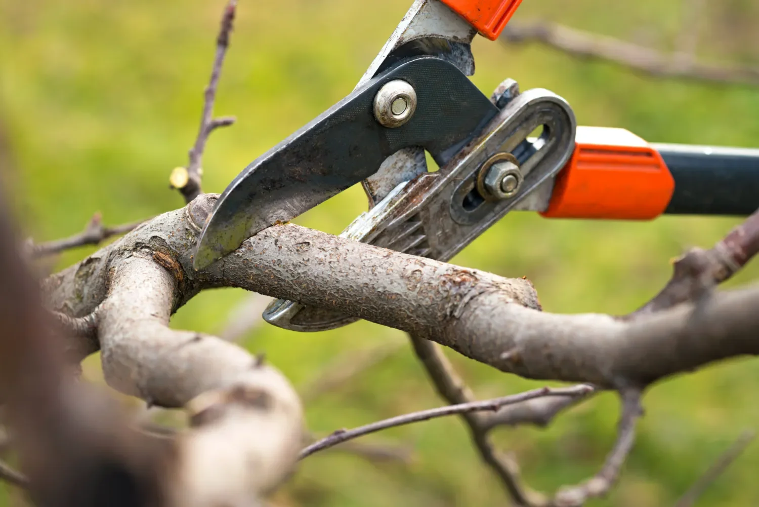 Close-up pruning shears trimming branches as part of landscaping service in Redmond, WA