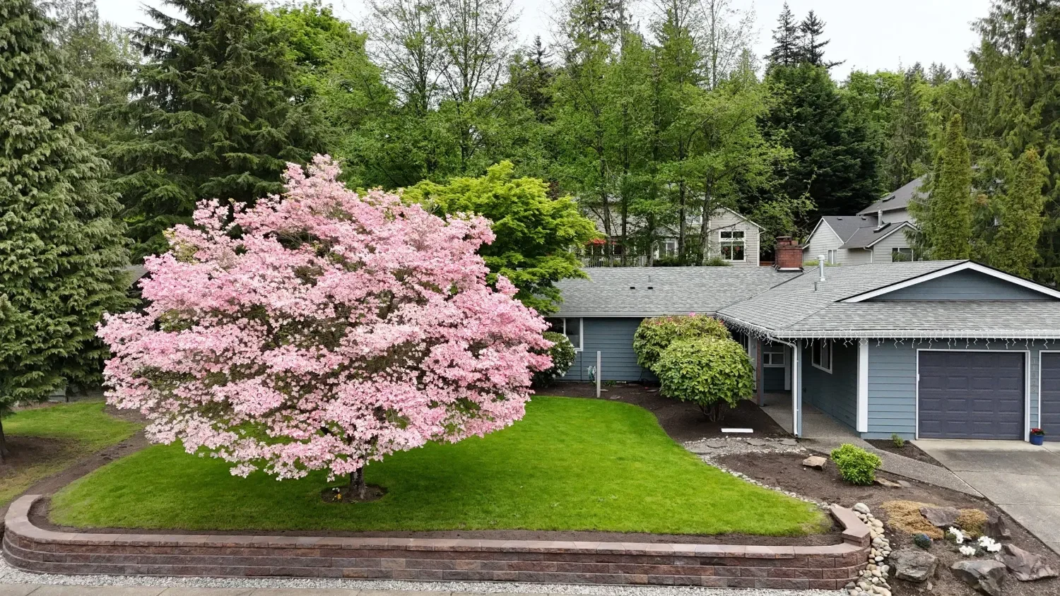 Front yard landscaping project in Sammamish, WA with manicured lawn, flowering tree, retaining wall, and refreshed planting beds