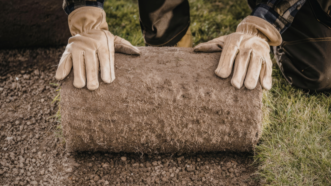 The Best Time to Lay Sod in Seattle (And Why Getting It Wrong Costs You)