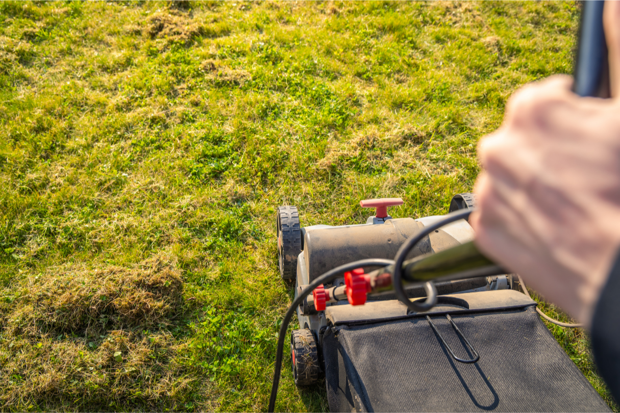 Best Time to Seed a Lawn in Seattle, WA: A Month-by-Month Guide for Homeowners