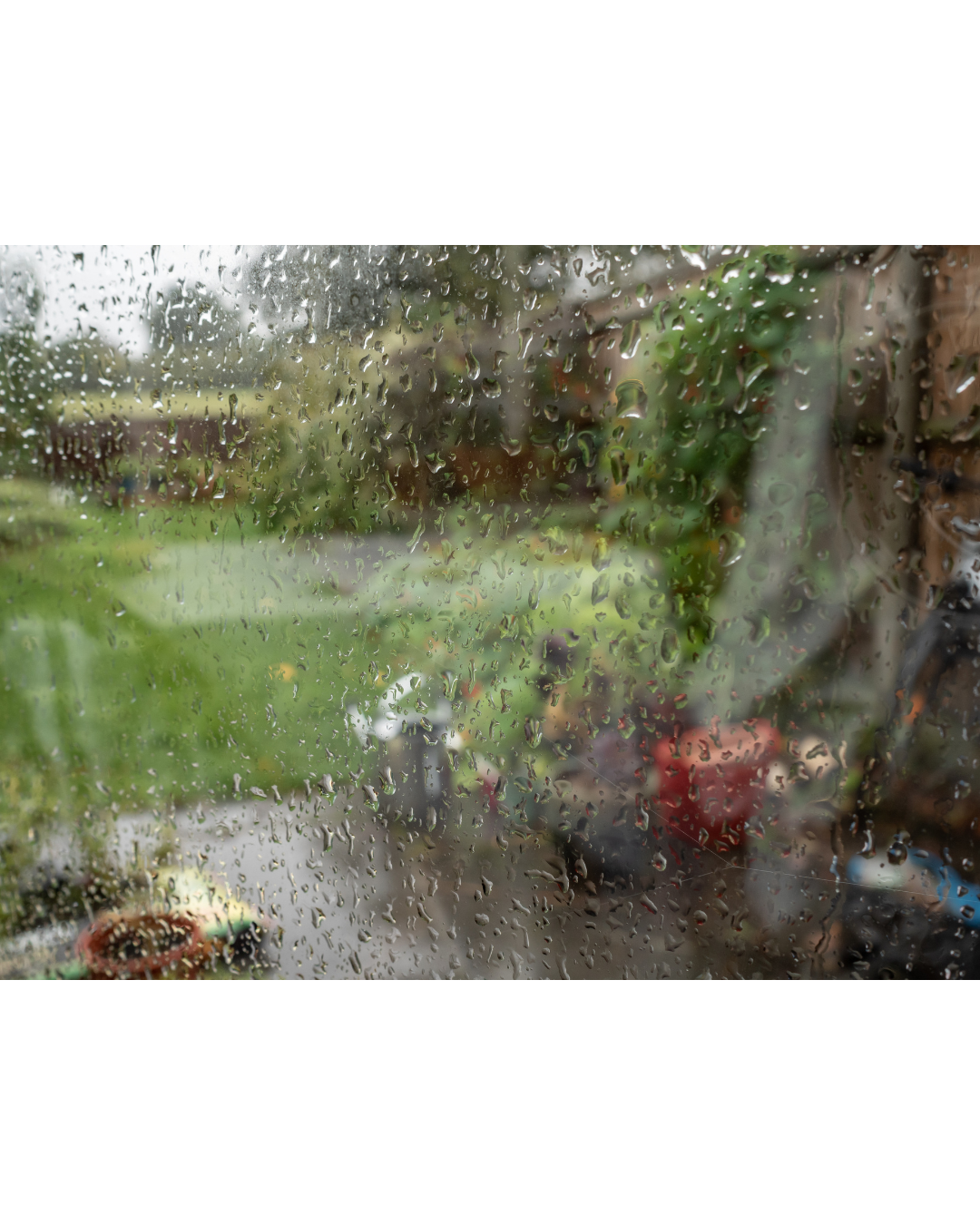 Rain Garden Seattle: How to Turn Soggy Yard Problems Into a Beautiful Feature