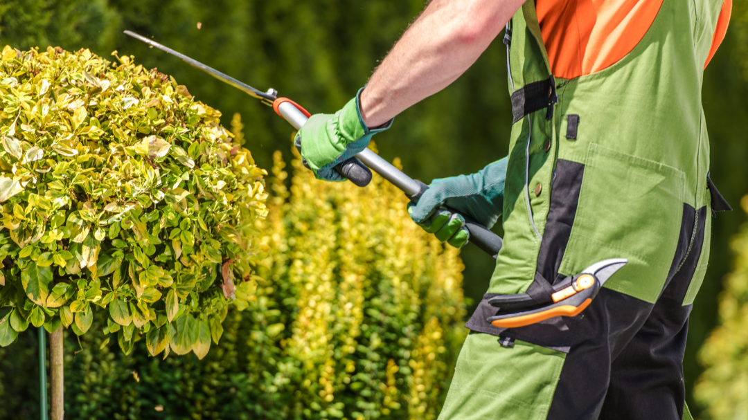 Professional landscaper pruning ornamental shrubs during a Tukwila, WA landscape maintenance visit