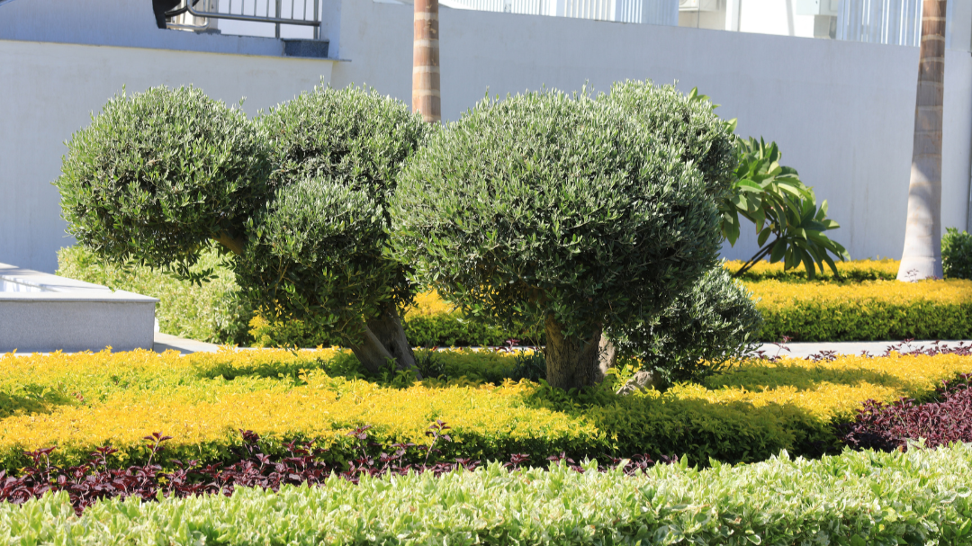 Curated commercial landscape design at a Seattle, WA property with ornamental trees and shrub beds