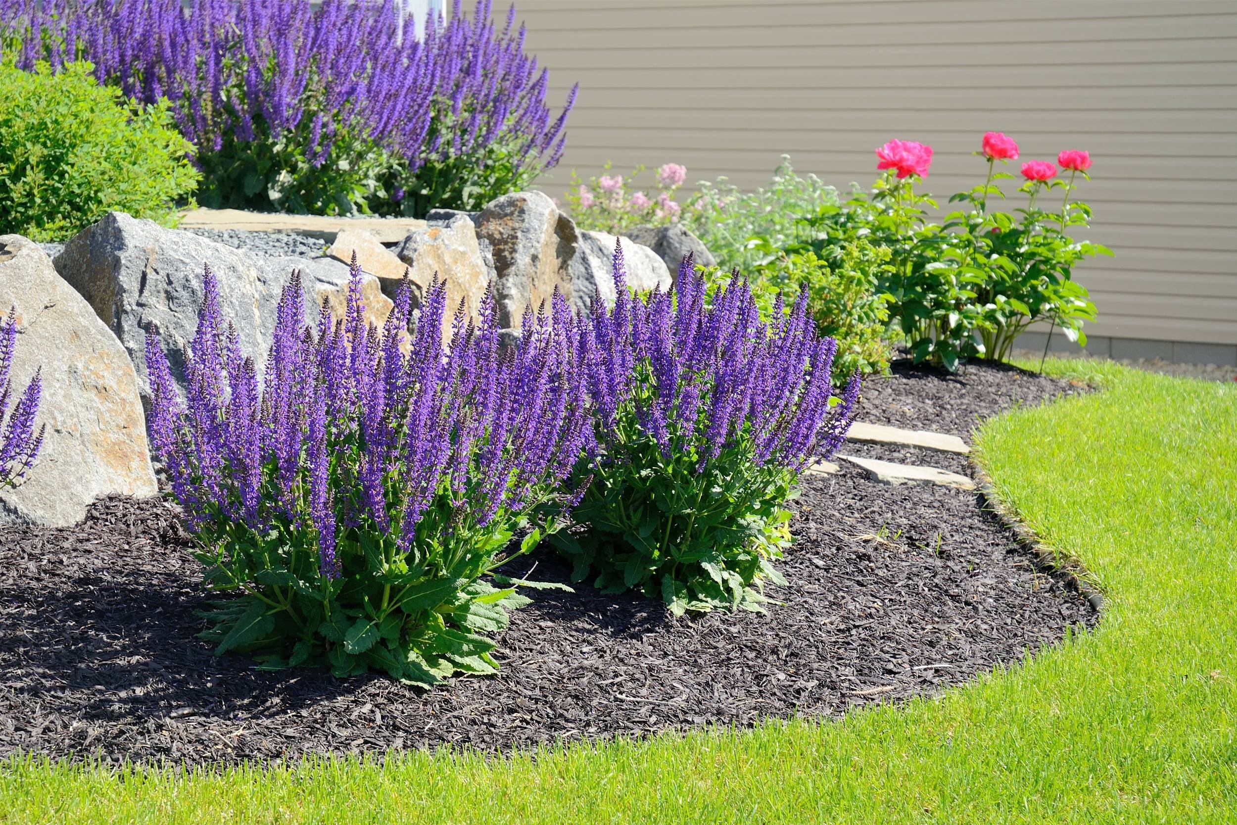 Garden bed with purple lavender flowers, pink roses, green bushes, and stepping stones on dark mulch, next to well-maintained green grass and a beige house siding in the background.
