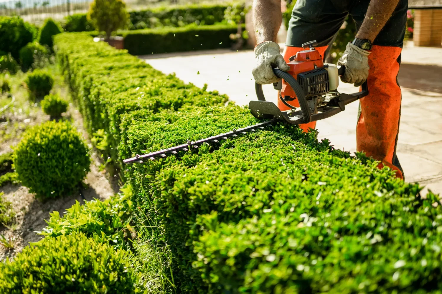 Landscaper trimming a neatly maintained hedge at a residential property in Kirkland, WA