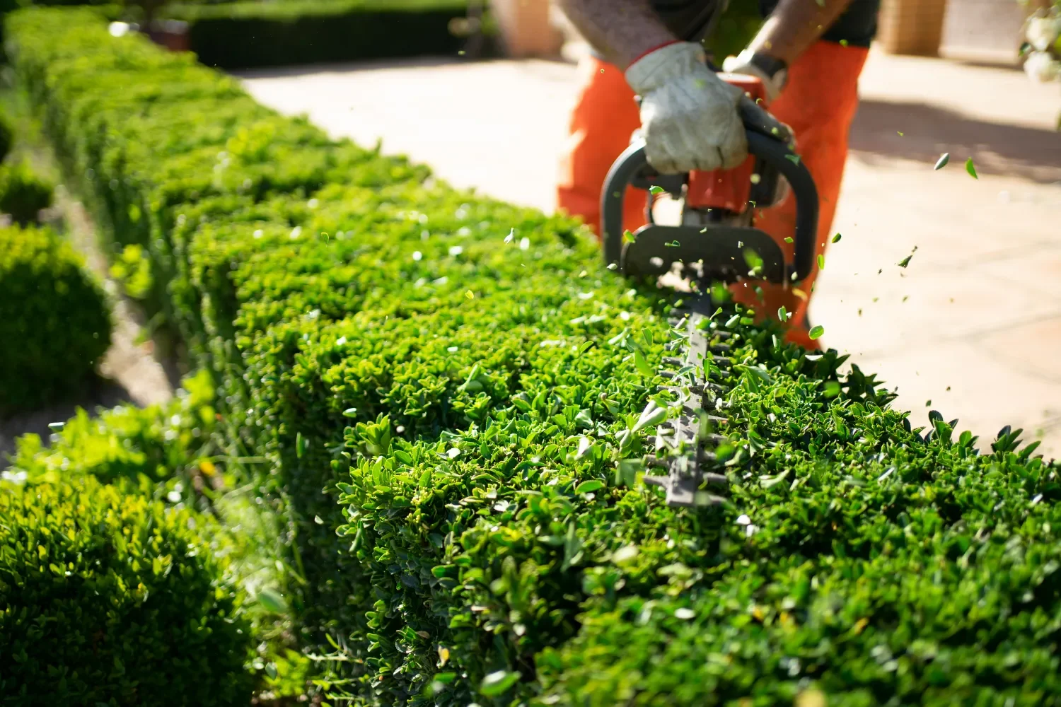 Person trimming green hedge with electric hedge trimmer in a garden in Seattle, WA