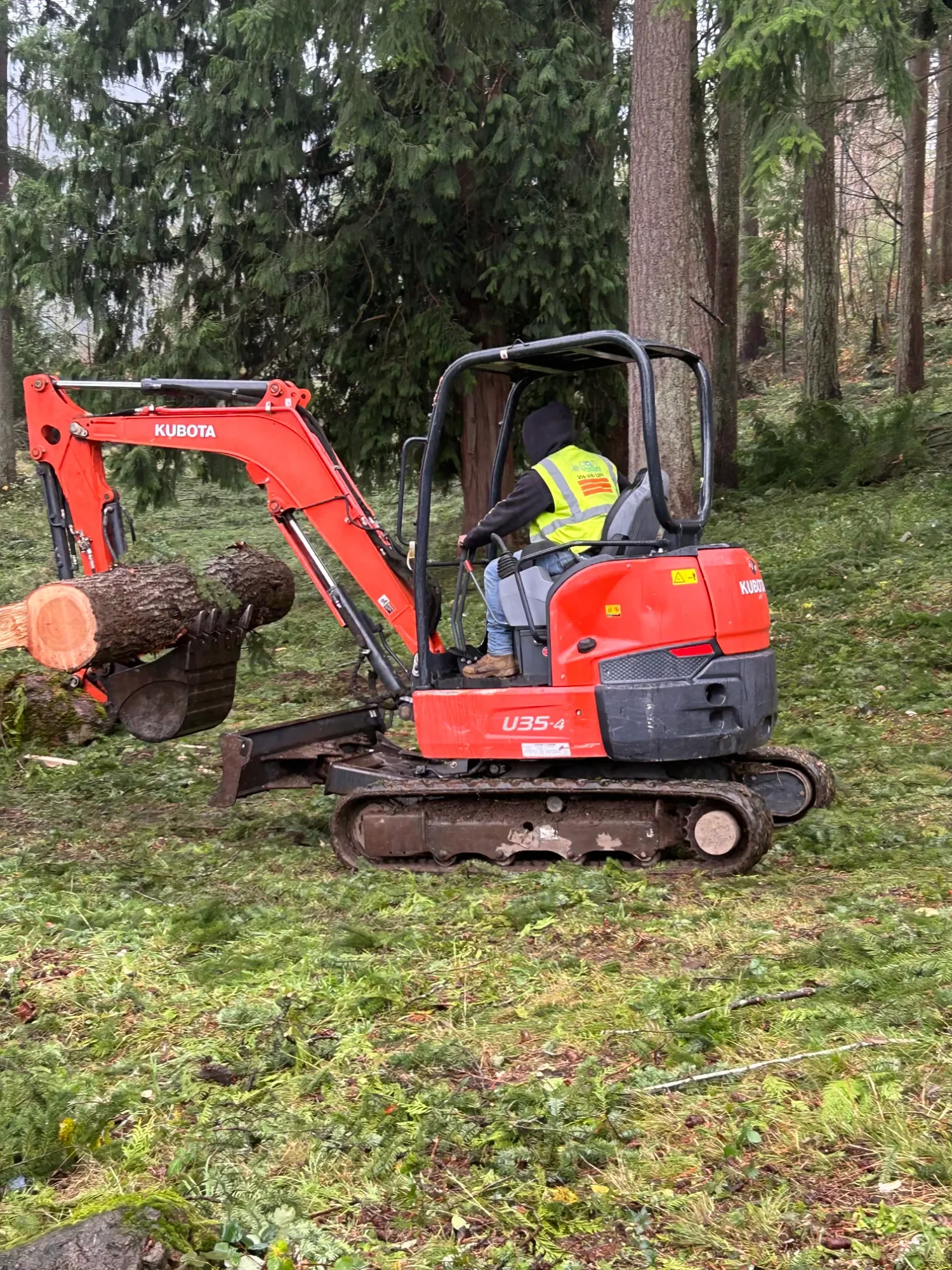 A person operating a red Kubota mini excavator cutting down a large tree in a forest in Mercer Island, WA