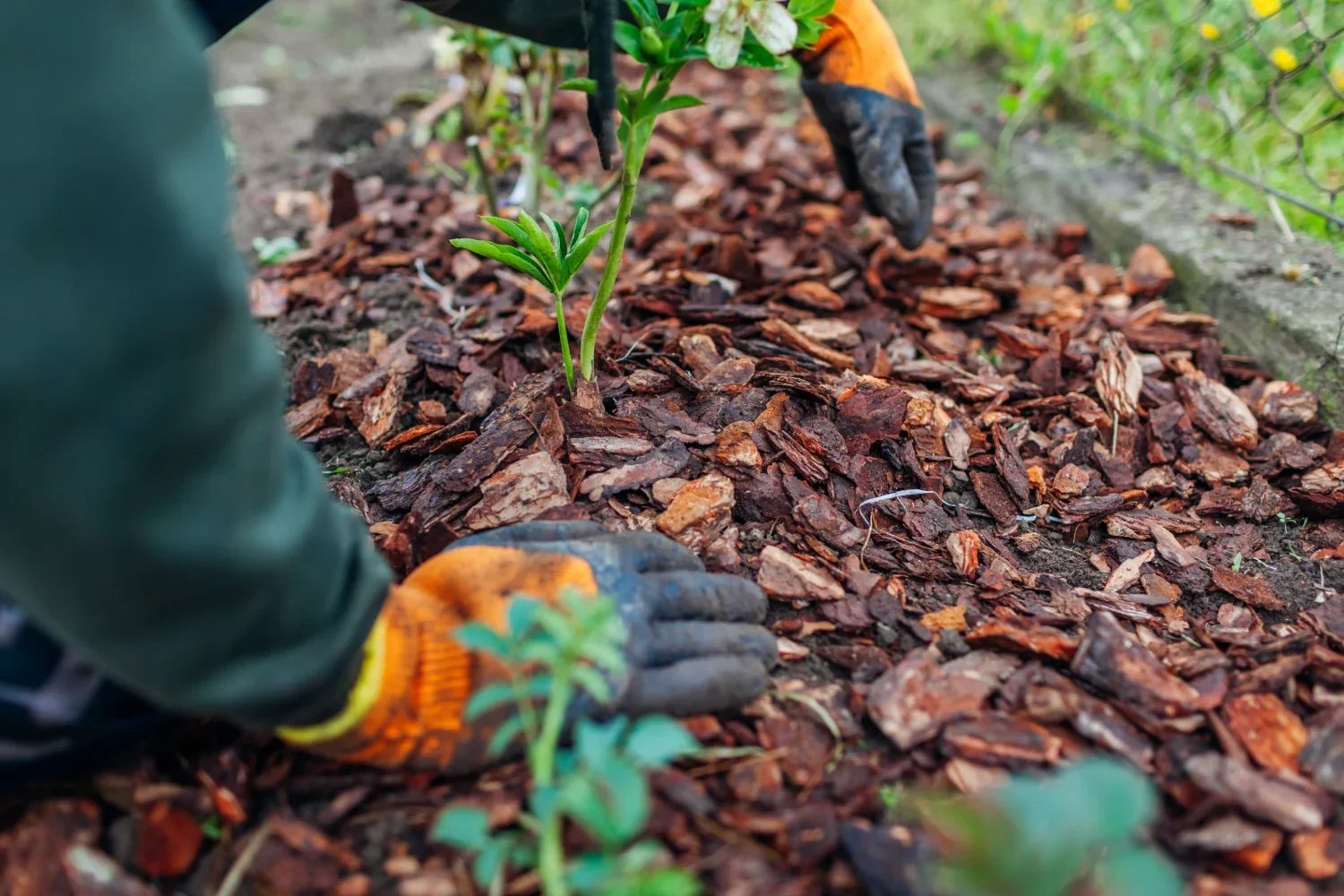Fresh mulch added during seasonal landscaping by a landscape designer in Seattle, WA