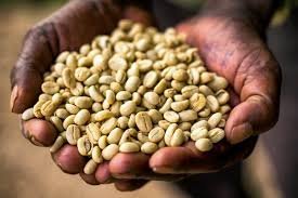 Hand holding a handful of unroasted coffee beans