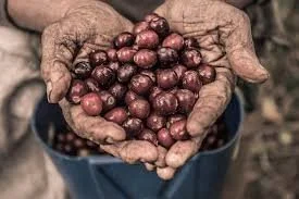 Close-up of weathered hands holding freshly picked red and purple onions.