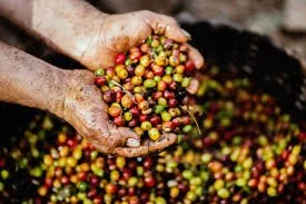 Hands holding freshly harvested colorful coffee cherries over a pile of cherries.