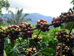 Coffee plant branch with clusters of coffee cherries.