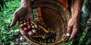 Hands holding a basket of freshly harvested coffee cherries on a farm.