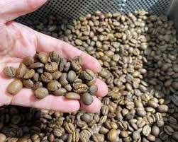 Hand holding a small bunch of green coffee beans over a large pile of green coffee beans.
