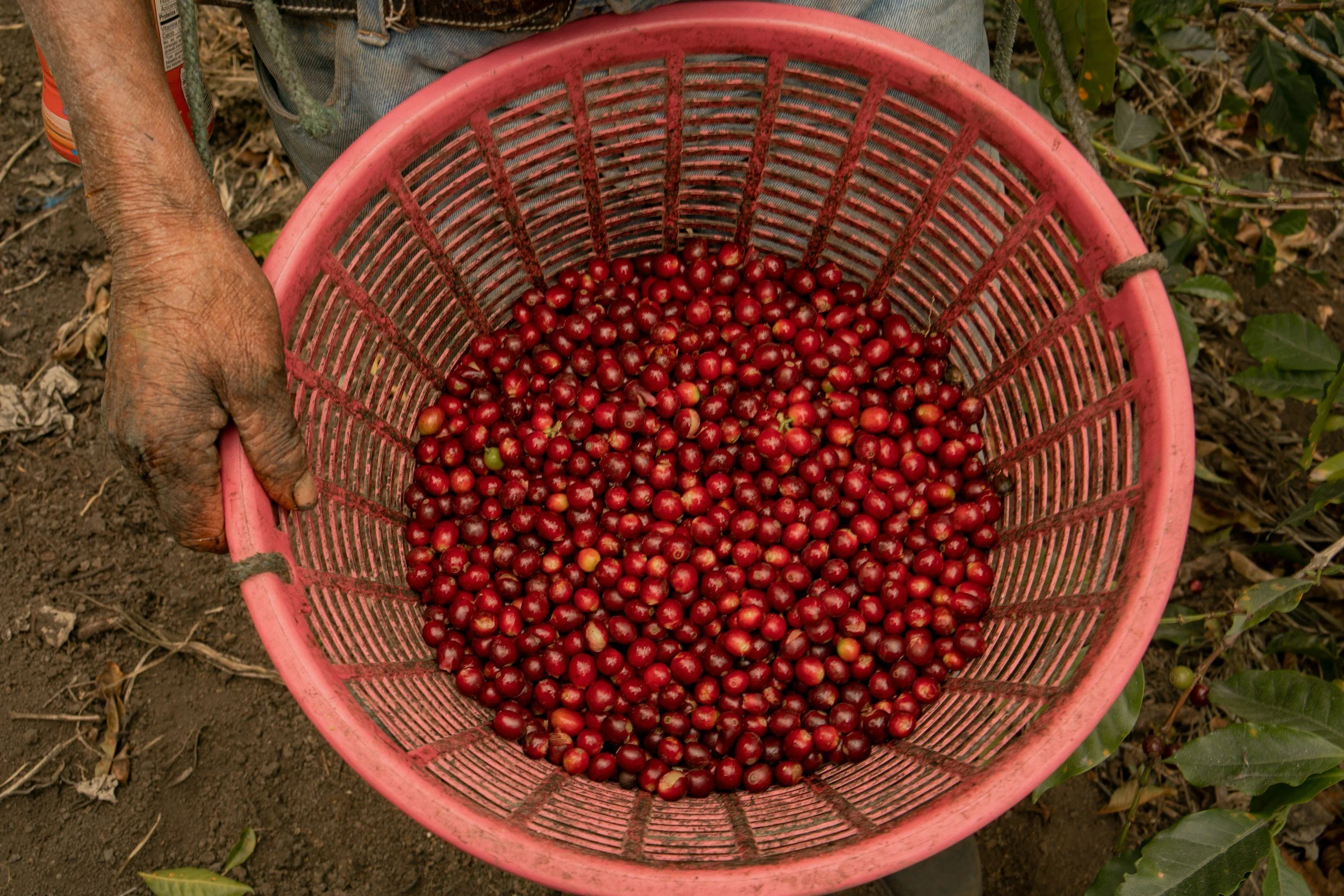 A person holding a pink basket filled with ripe red coffee cherries in a coffee farm.