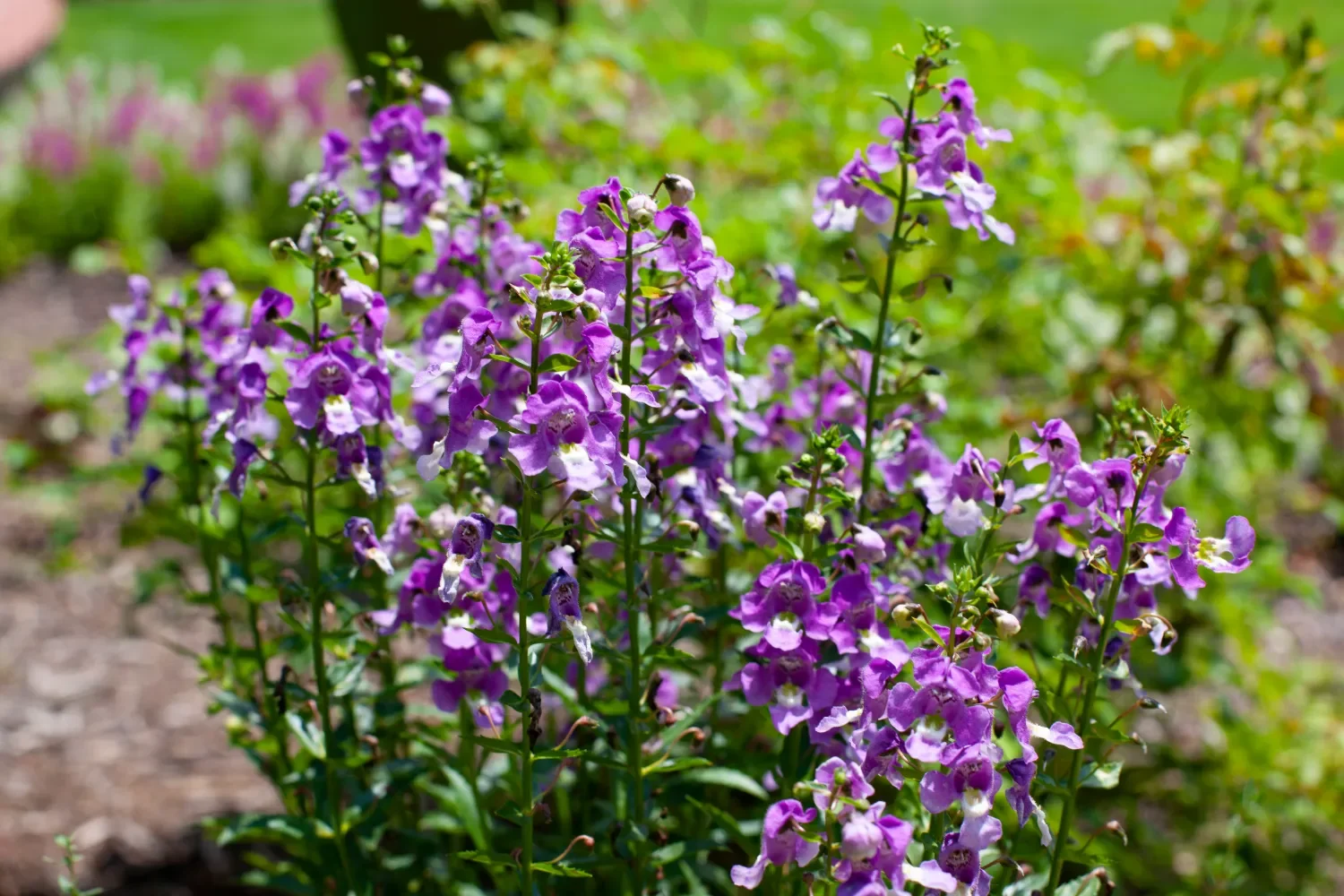 Garden-style plantings with vibrant coastal flowers in Figure Eight Island, NC