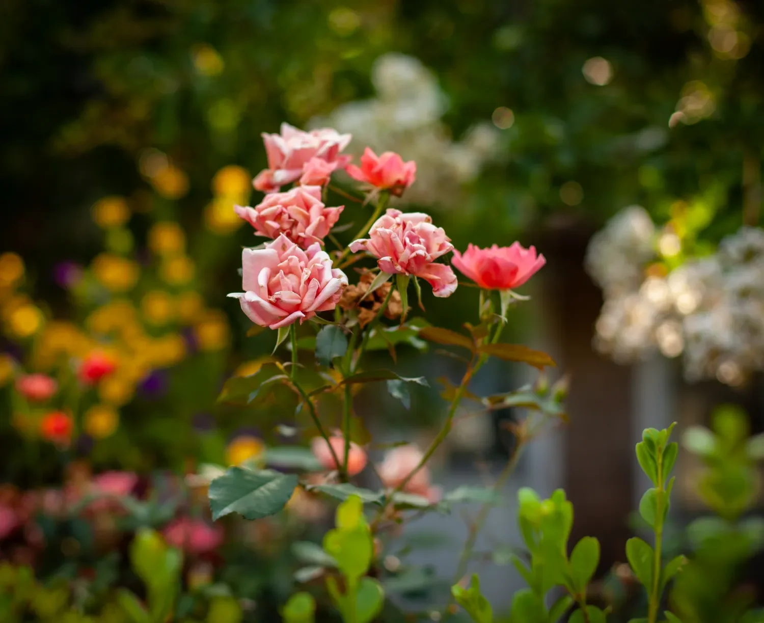 Fresh plantings creating privacy around an outdoor living lounge in Wilmington, NC