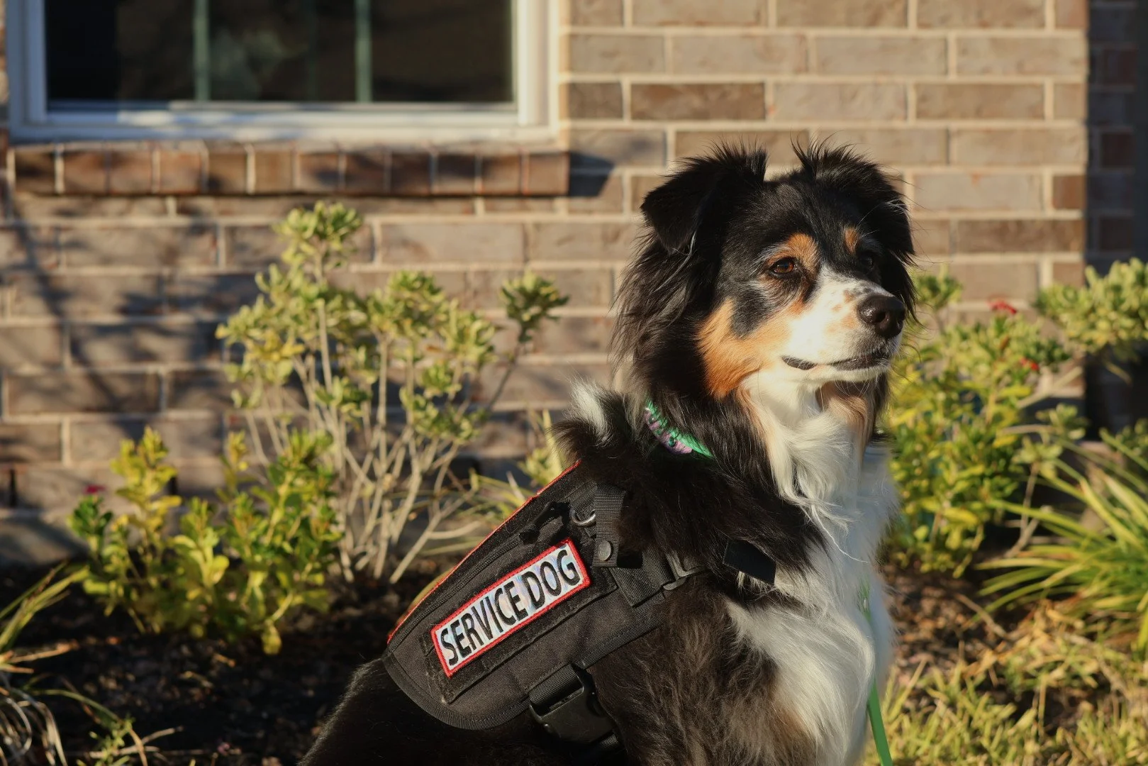 Service dog training with local certified dog trainer in Magnolia Texas