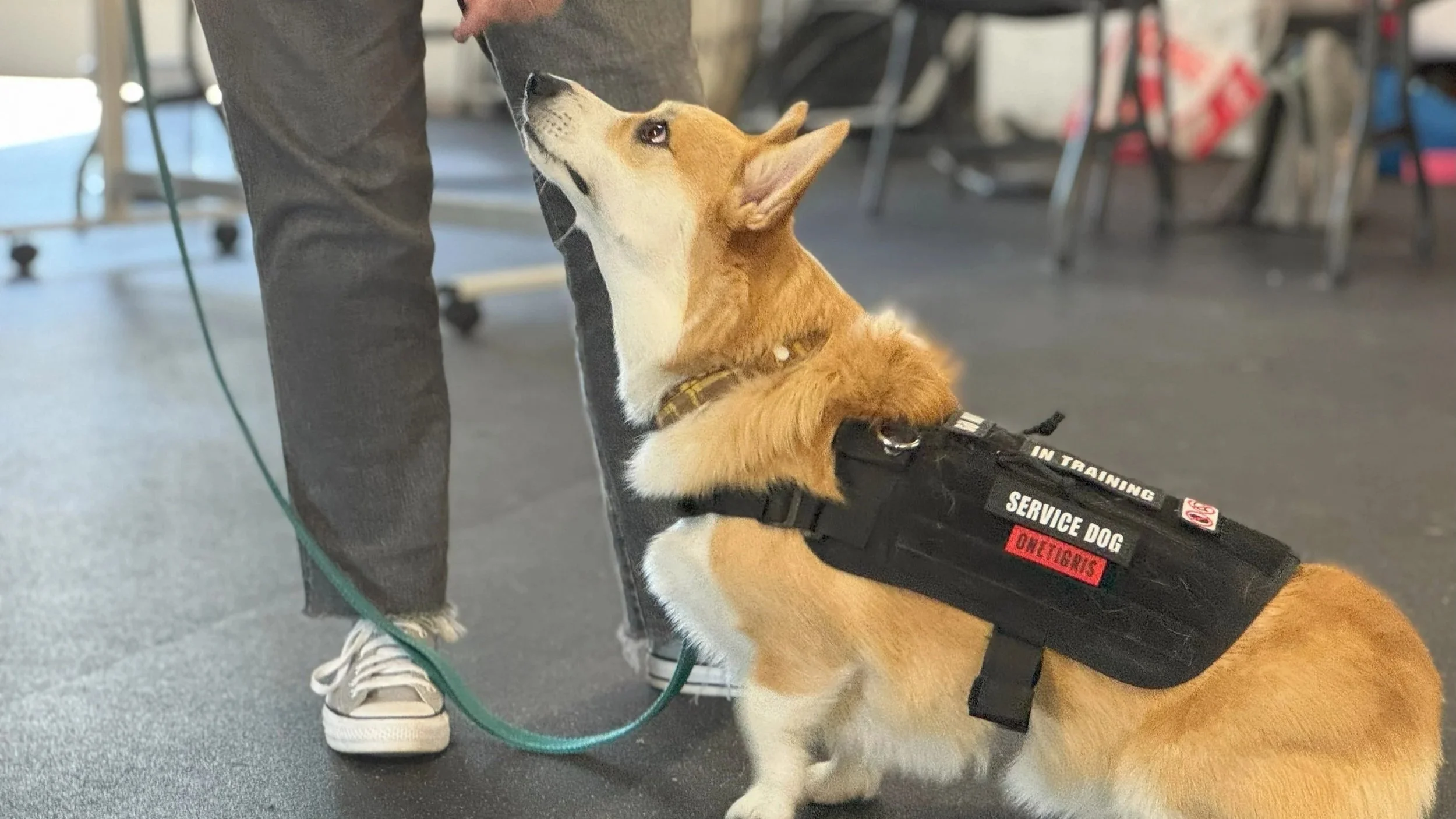 Service dog training near me, Magnolia Texas, Service dog trainer