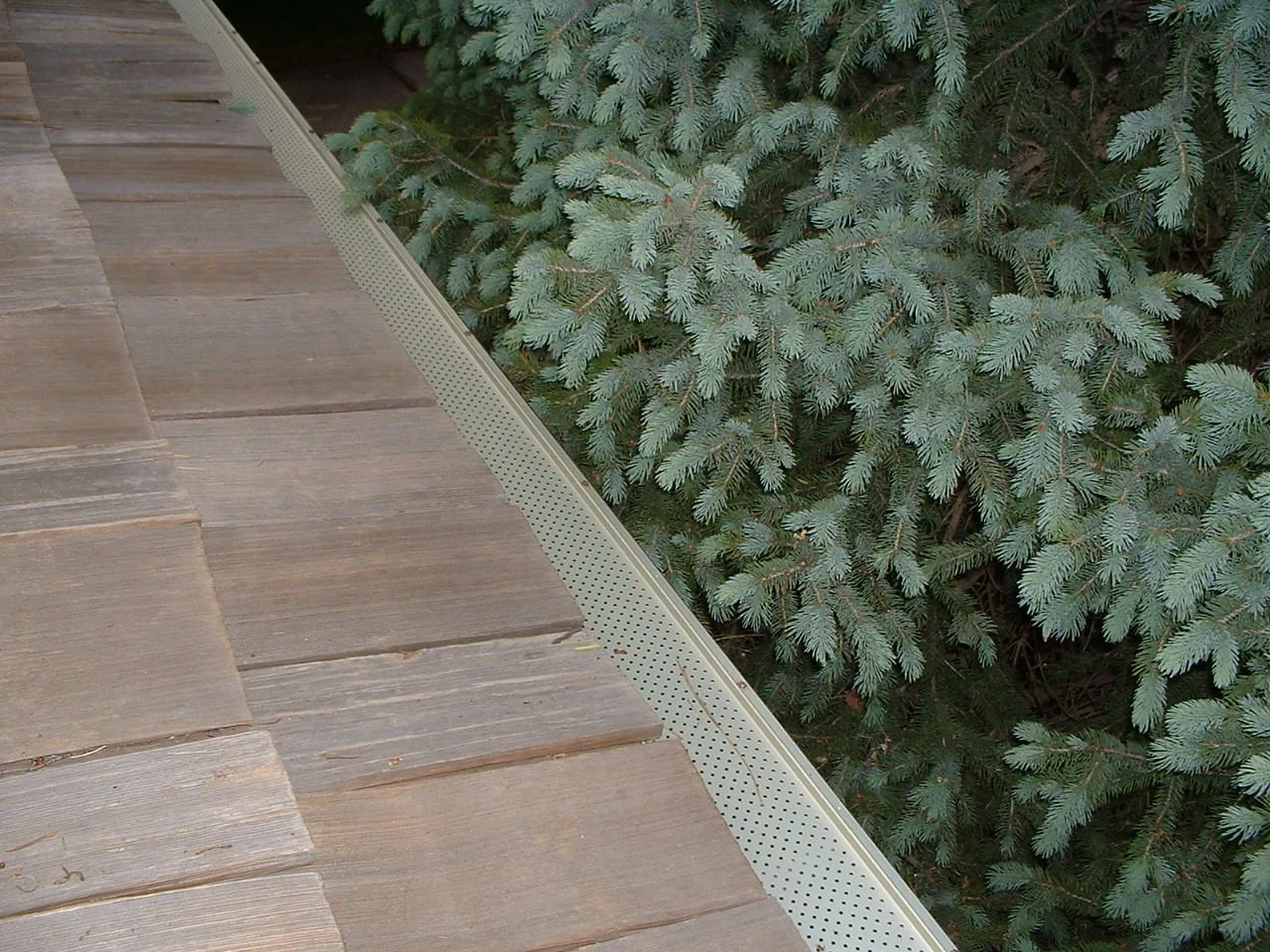 Close-up of a roof with asphalt shingles and a gutter, with a dense green coniferous tree beside it.