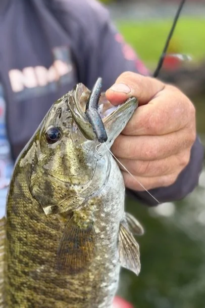 Man holding a Small Mouth Bass with a 4" Crawdaddy Slick stick in its mouth that is black in color with bright blue flake