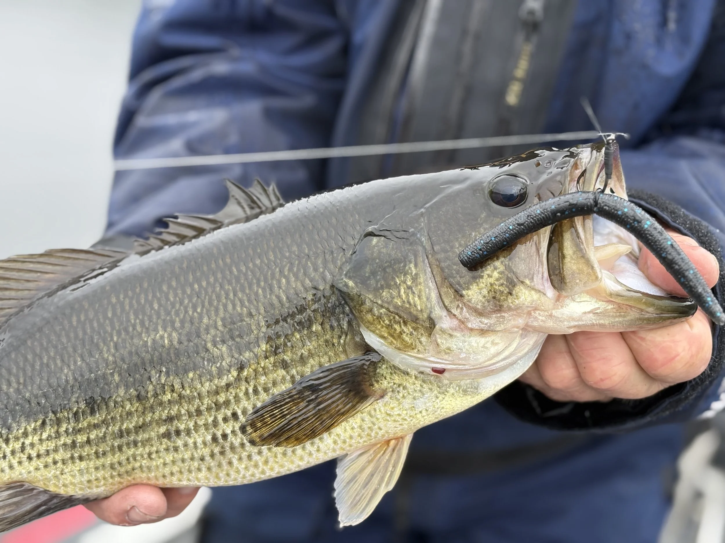 Bass with Green pumpkin Slick Stick