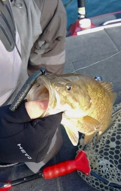 Man holding bass by the lip with a crawdaddy ned daddy in its mouth colors are black and bright blue flake
