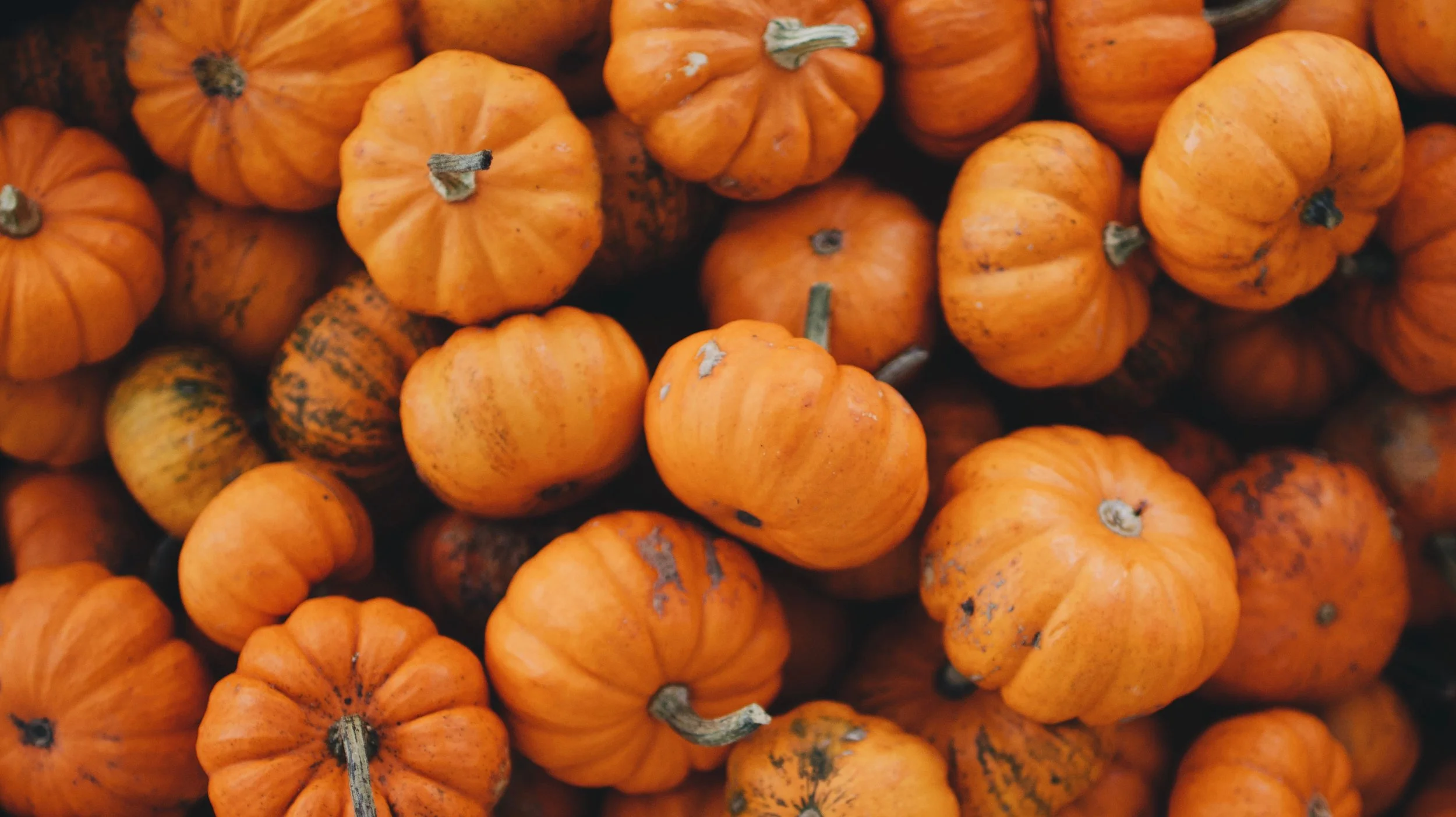Pumpkin Craze - 8 MUST try pumpkin recipes!