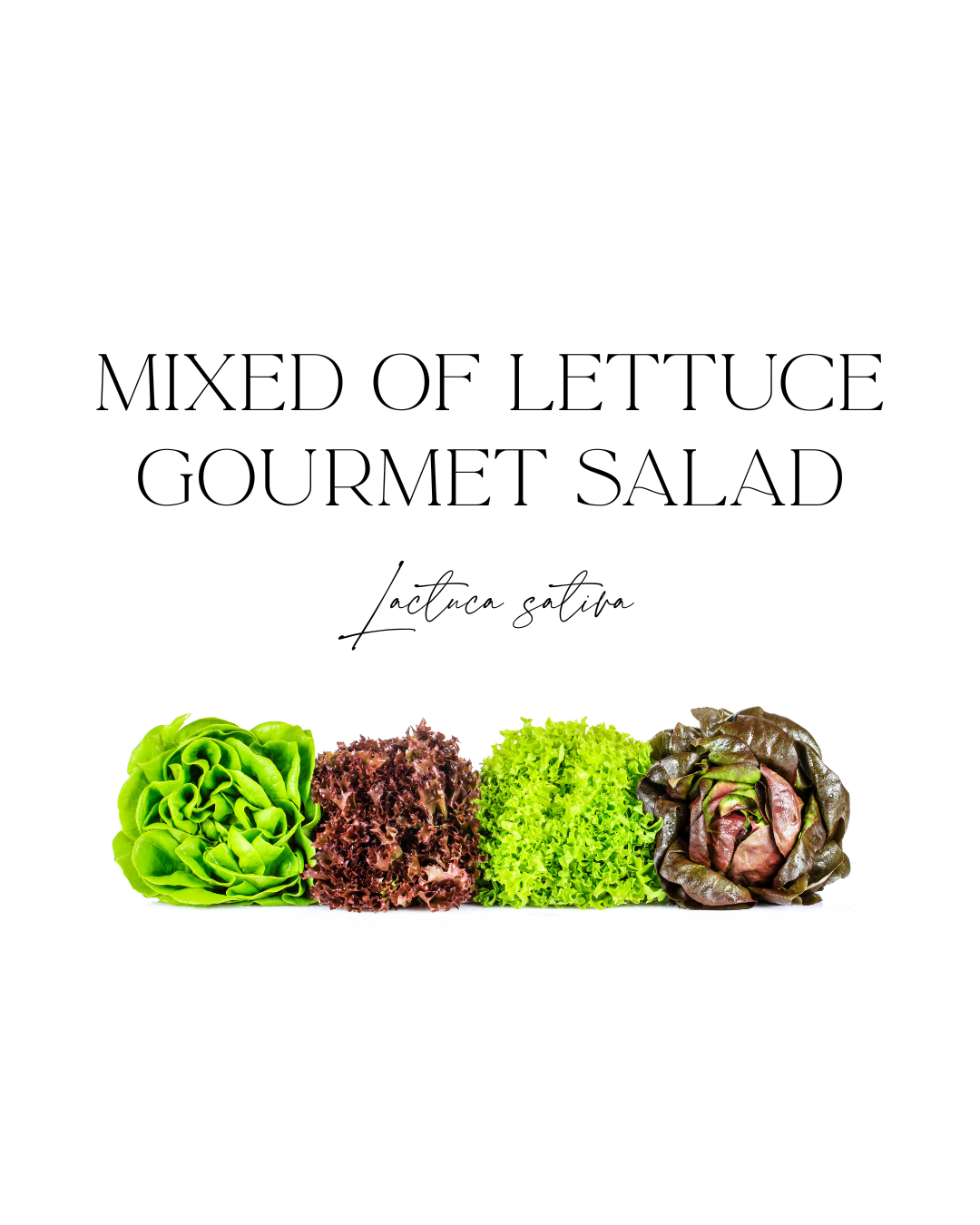 Pre-order for October 28** Mixed of Lettuce Gourmet Salad 6-cell punnet