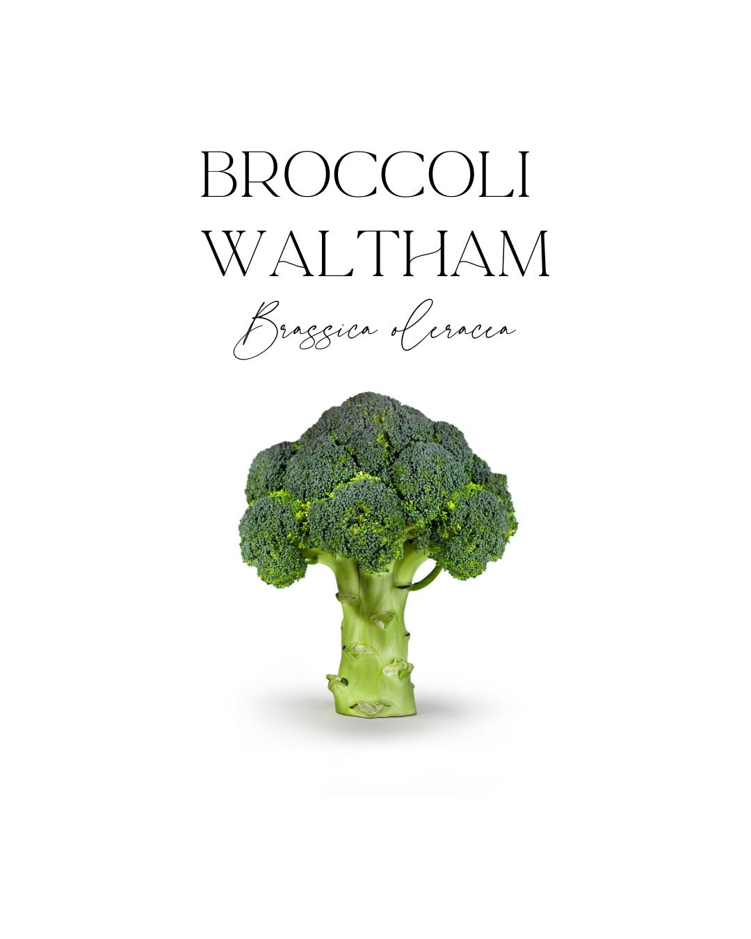 Broccoli Waltham 6-cell Punnet